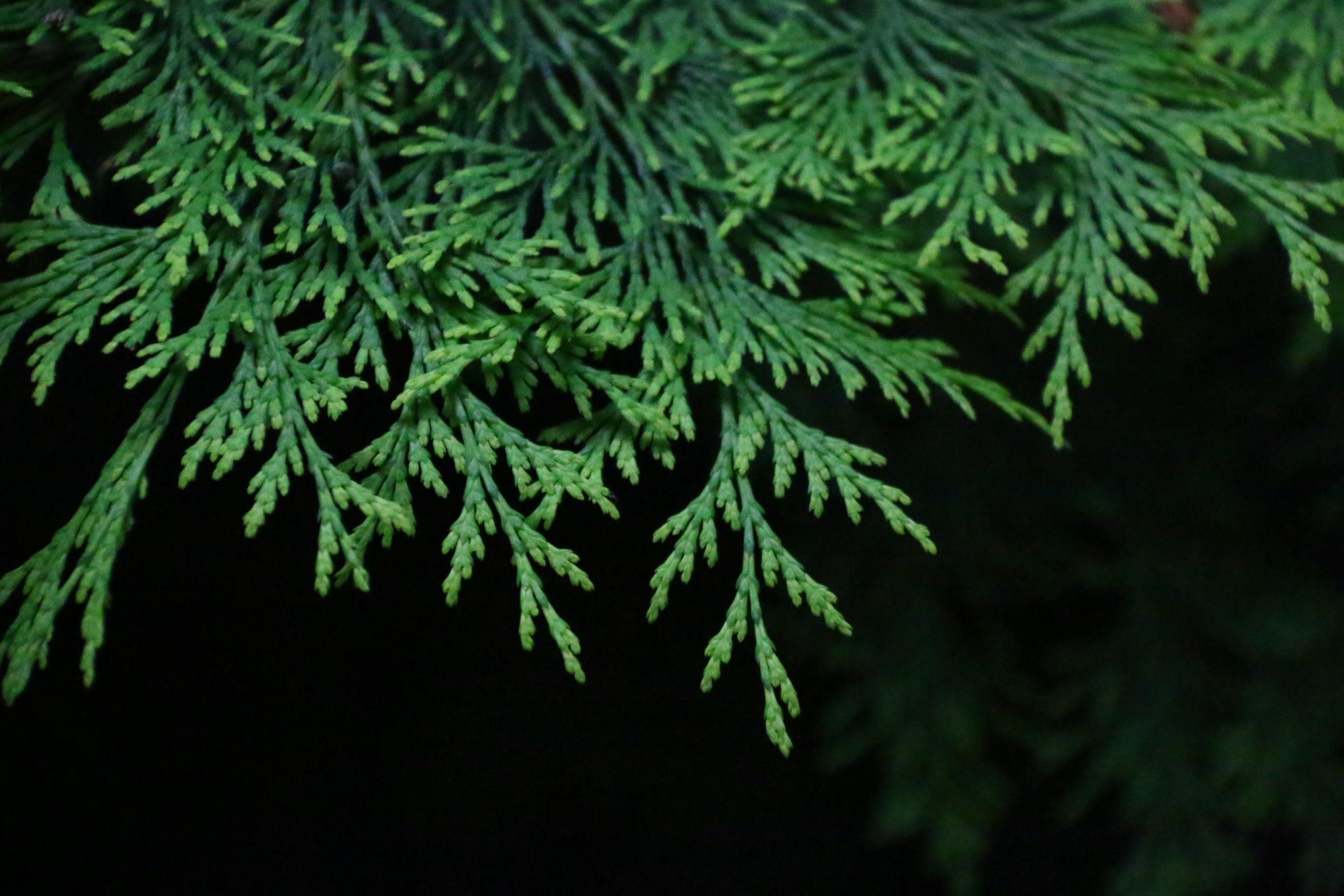 Green fir tree, Lush plants, Serene landscape, Peakpx image, 2740x1830 HD Desktop
