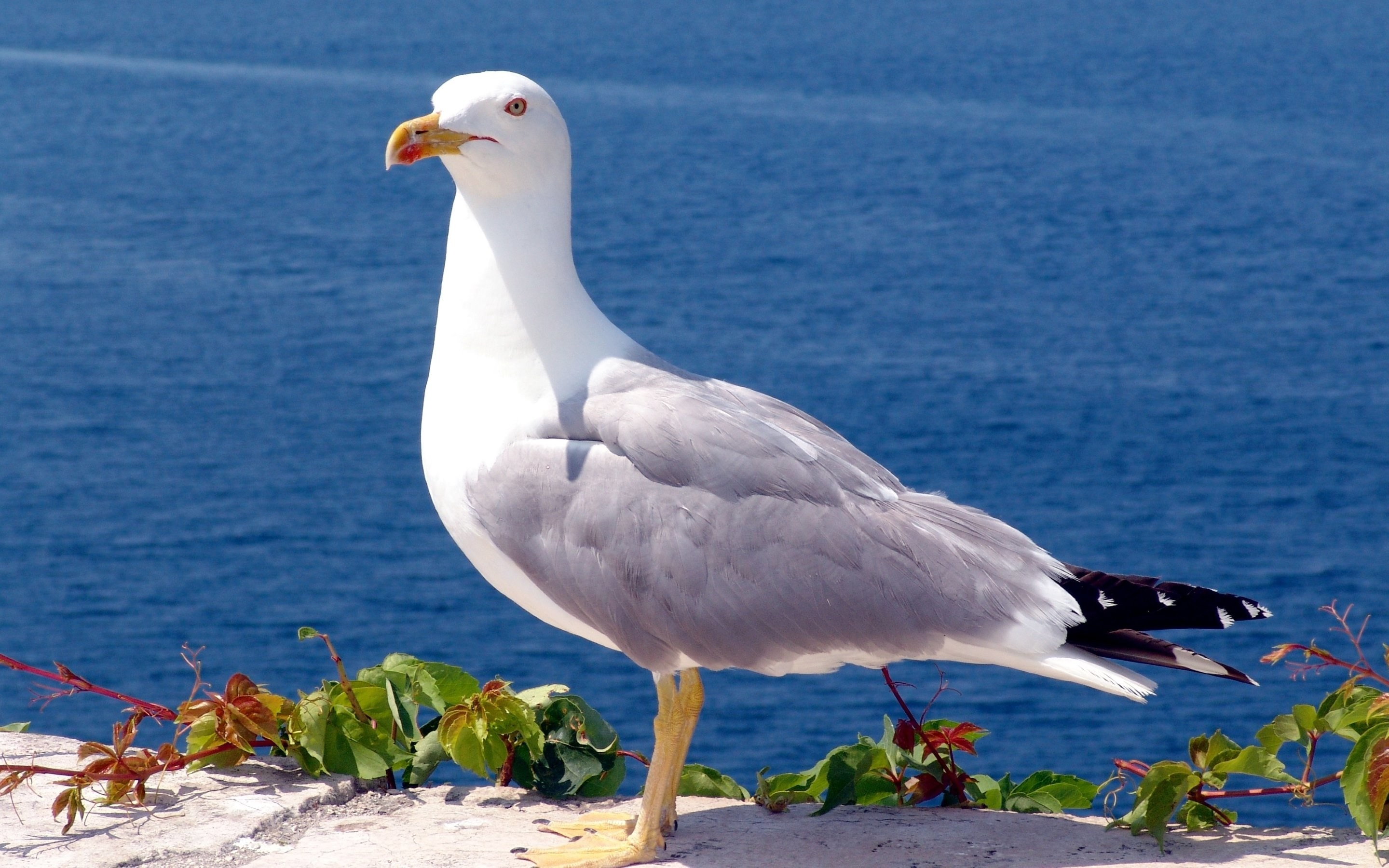Seagull wallpaper, High-quality pictures, Striking imagery, Nature's charm, 2880x1800 HD Desktop