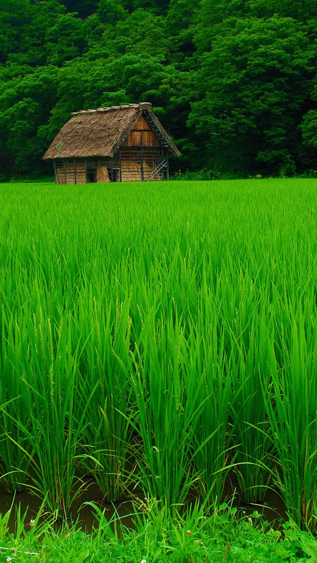 Go Green: Green landscape, The house in the forest, Living in a way that is not harmful to the environment. 1080x1920 Full HD Background.