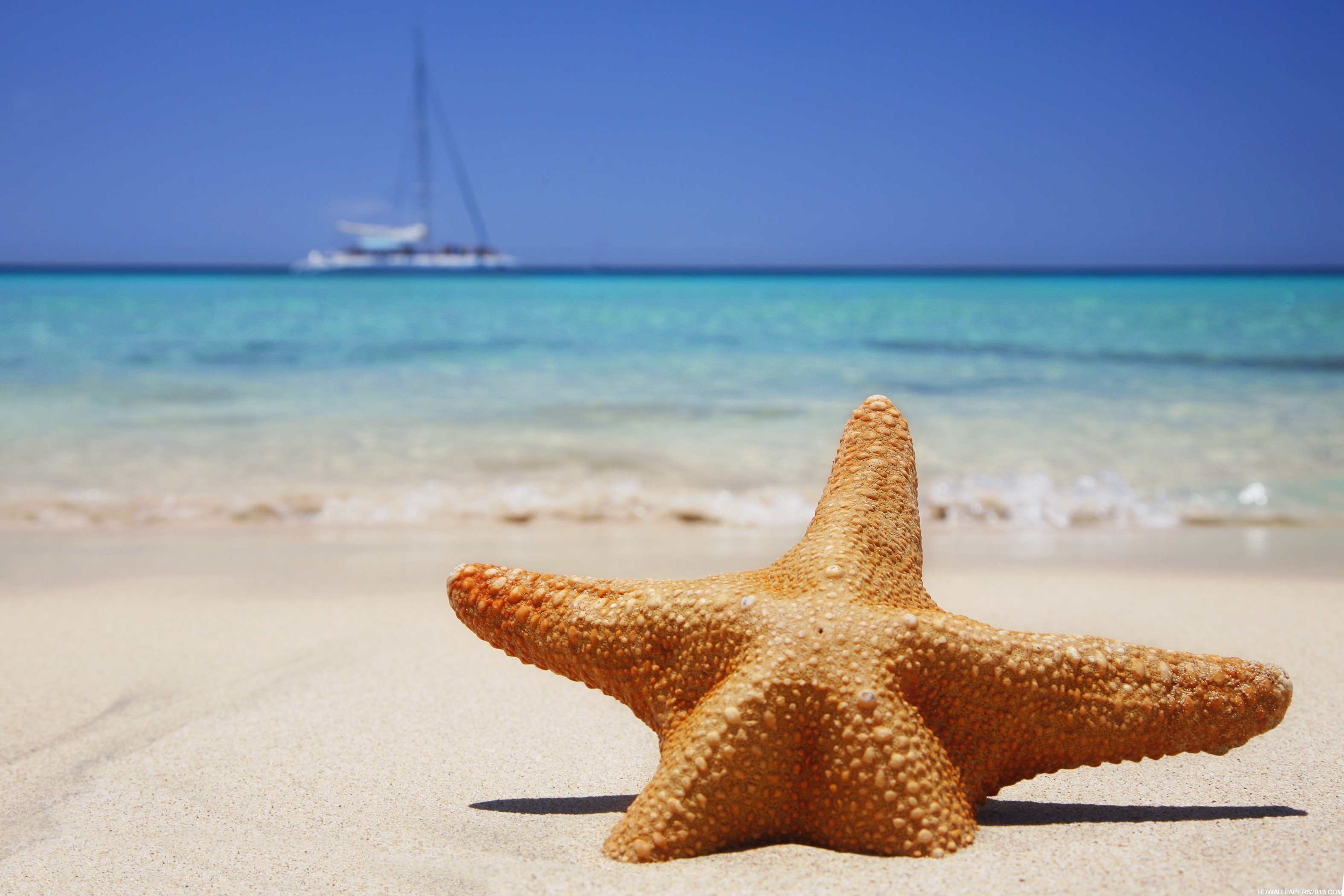 Sea Star: Beach, Have a central disc and usually five arms, Coast. 3150x2100 HD Wallpaper.