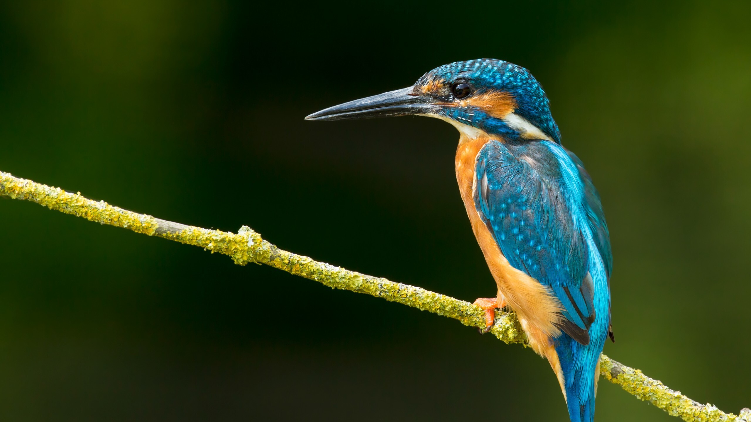 Bird: Kingfisher, Consume a wide range of prey usually caught by swooping down from a perch. 2560x1440 HD Background.