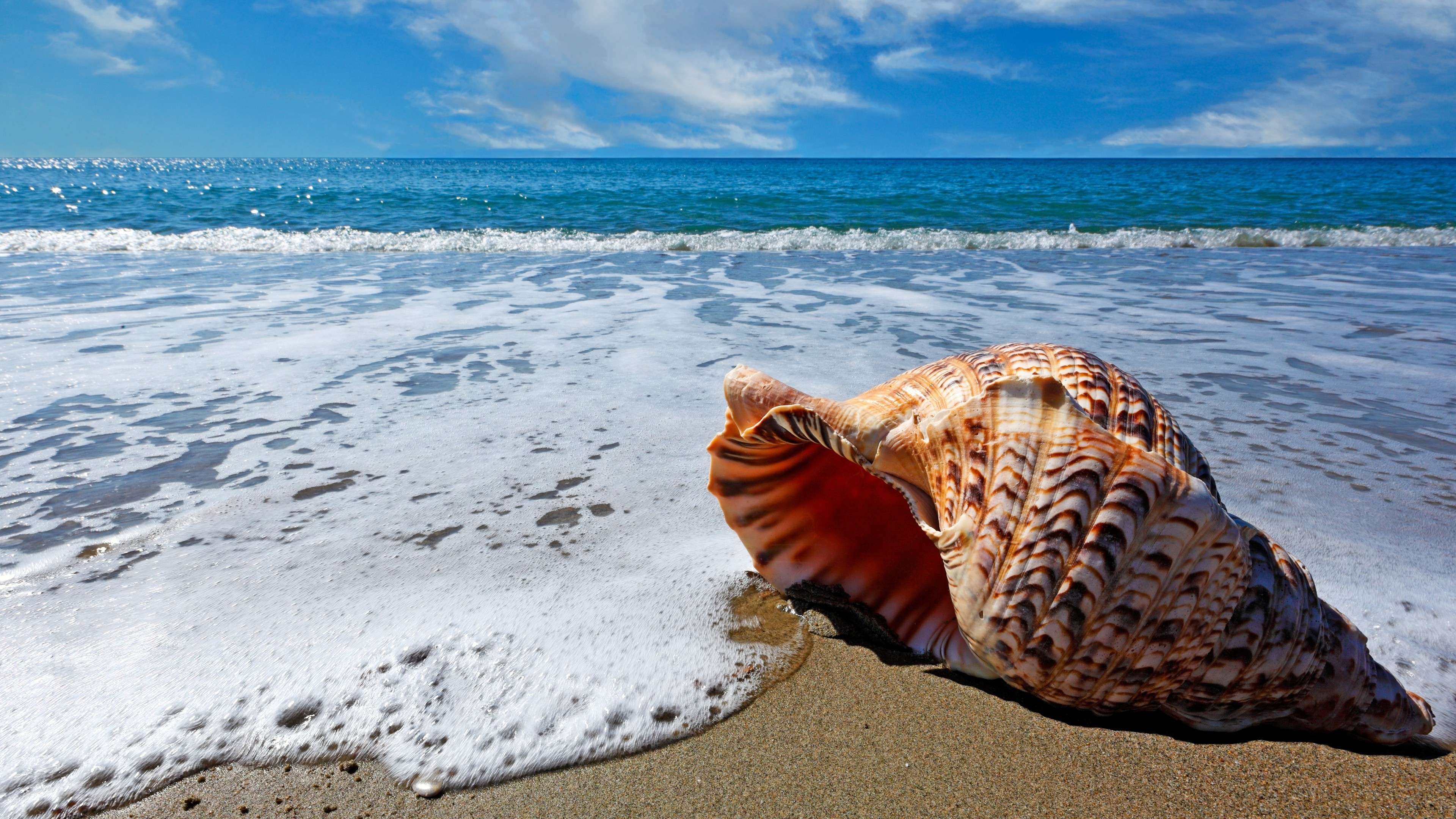 Sea Shell: Beach, Can be a detachable part of the animal's body. 3840x2160 4K Wallpaper.