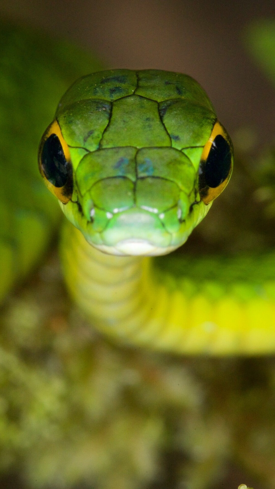 Snake: Some species have a venomous bite, which they use to kill their prey before eating it. 1080x1920 Full HD Background.