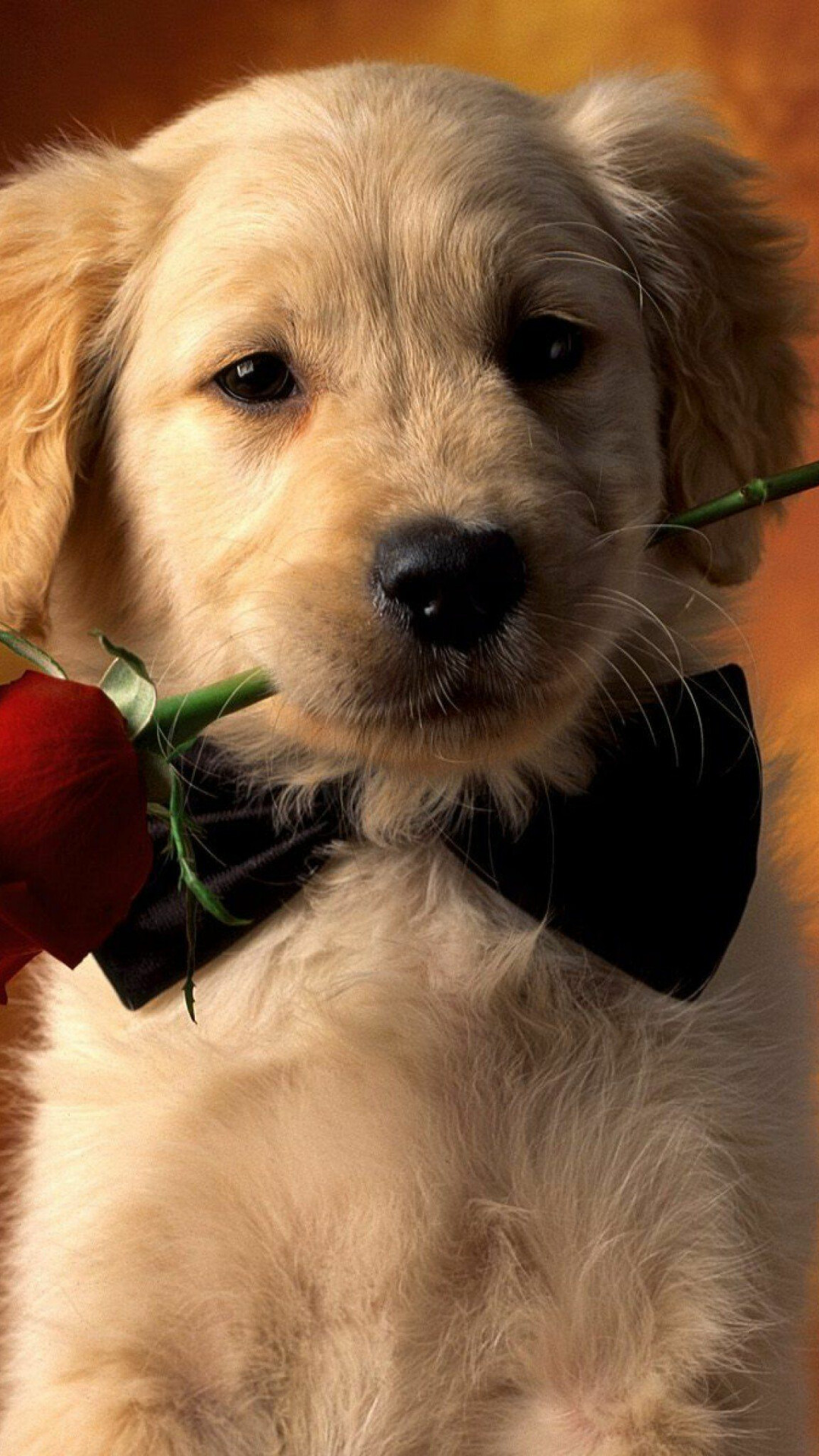 Dog: Often called "man's best friend" because they fit in with human life. 1080x1920 Full HD Background.