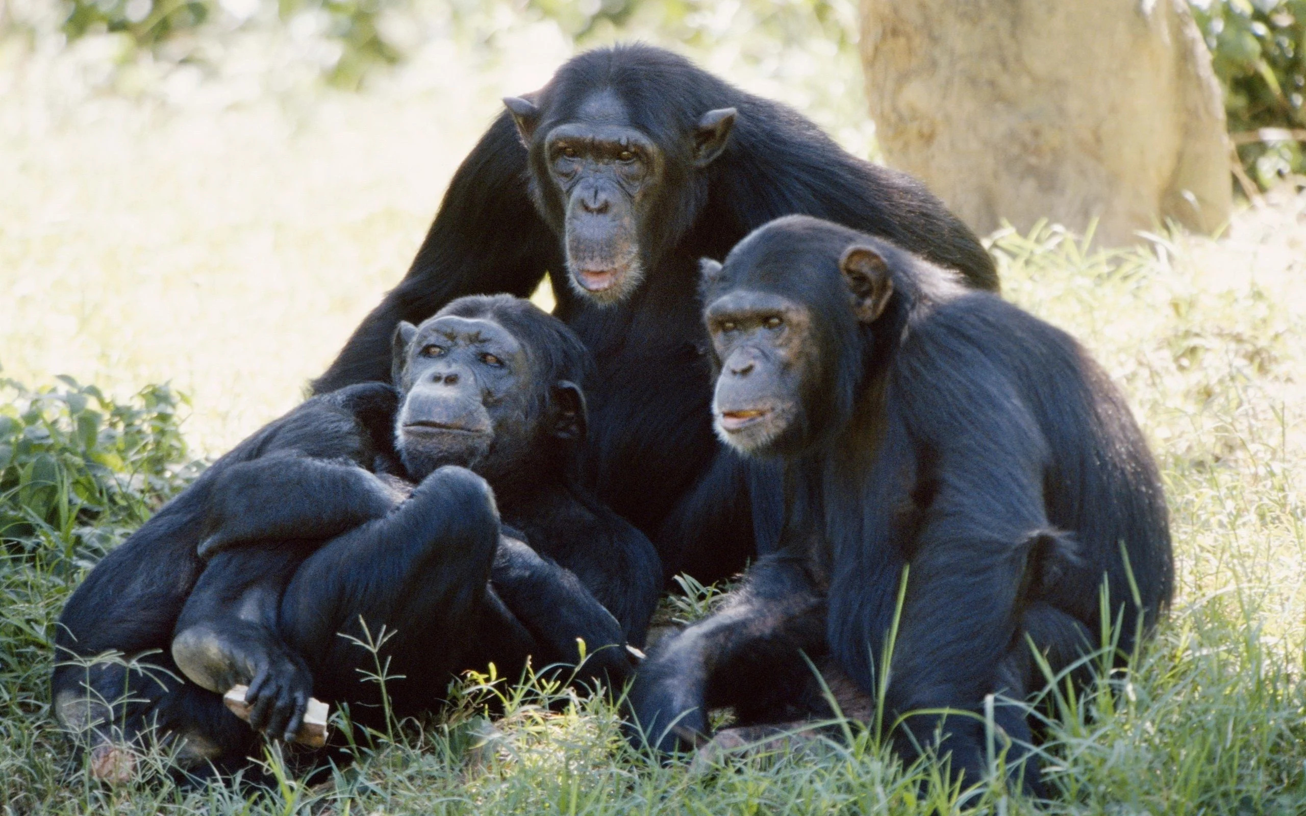 Chimpanzee in the wild, Chimpanzee close-up, Primate intelligence, Jungle habitat, 2560x1600 HD Desktop