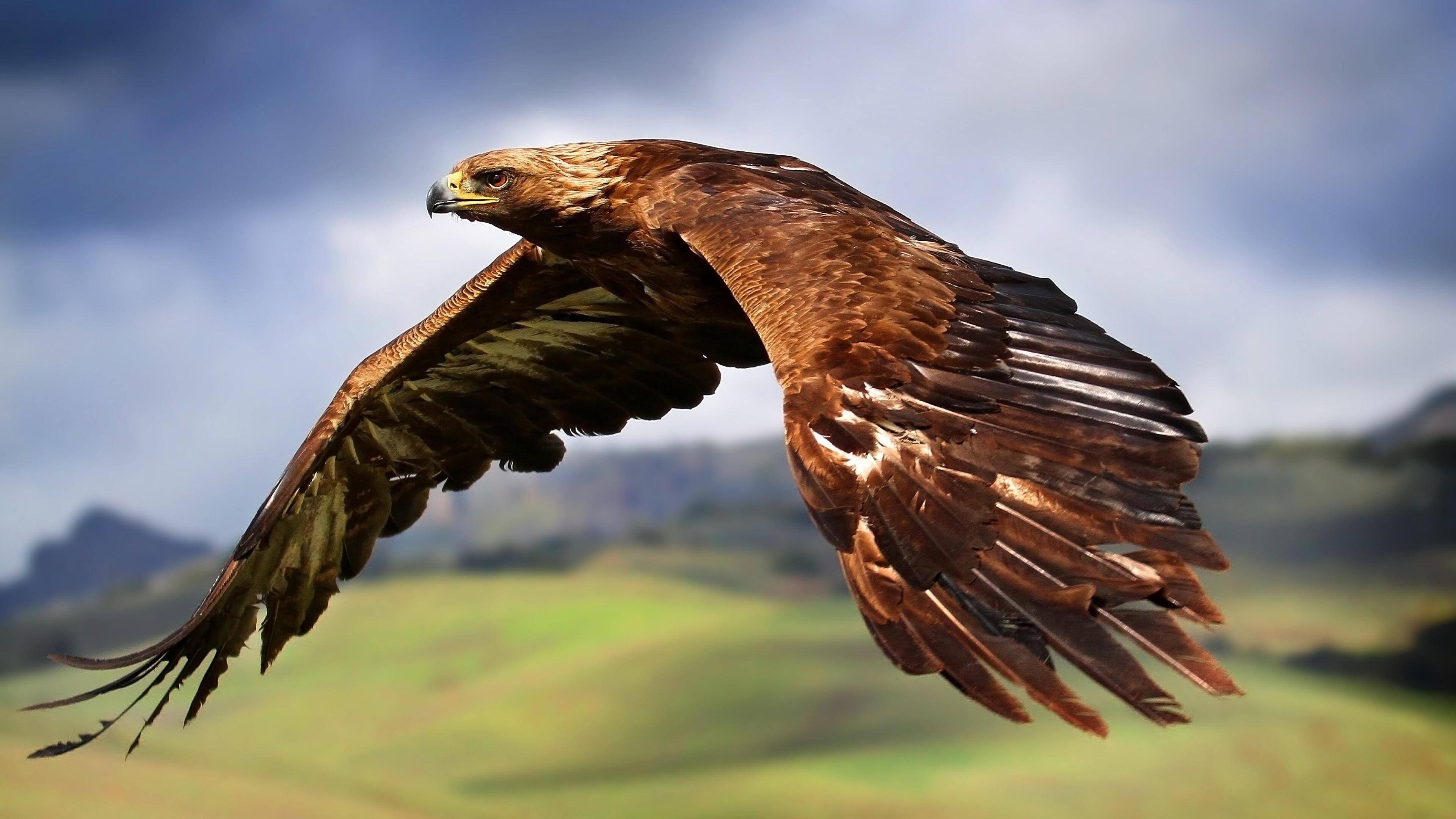 Golden Eagle: Hawk in flight, Birds of prey of the family Accipitridae, Dark brown wings. 3840x2160 4K Background.