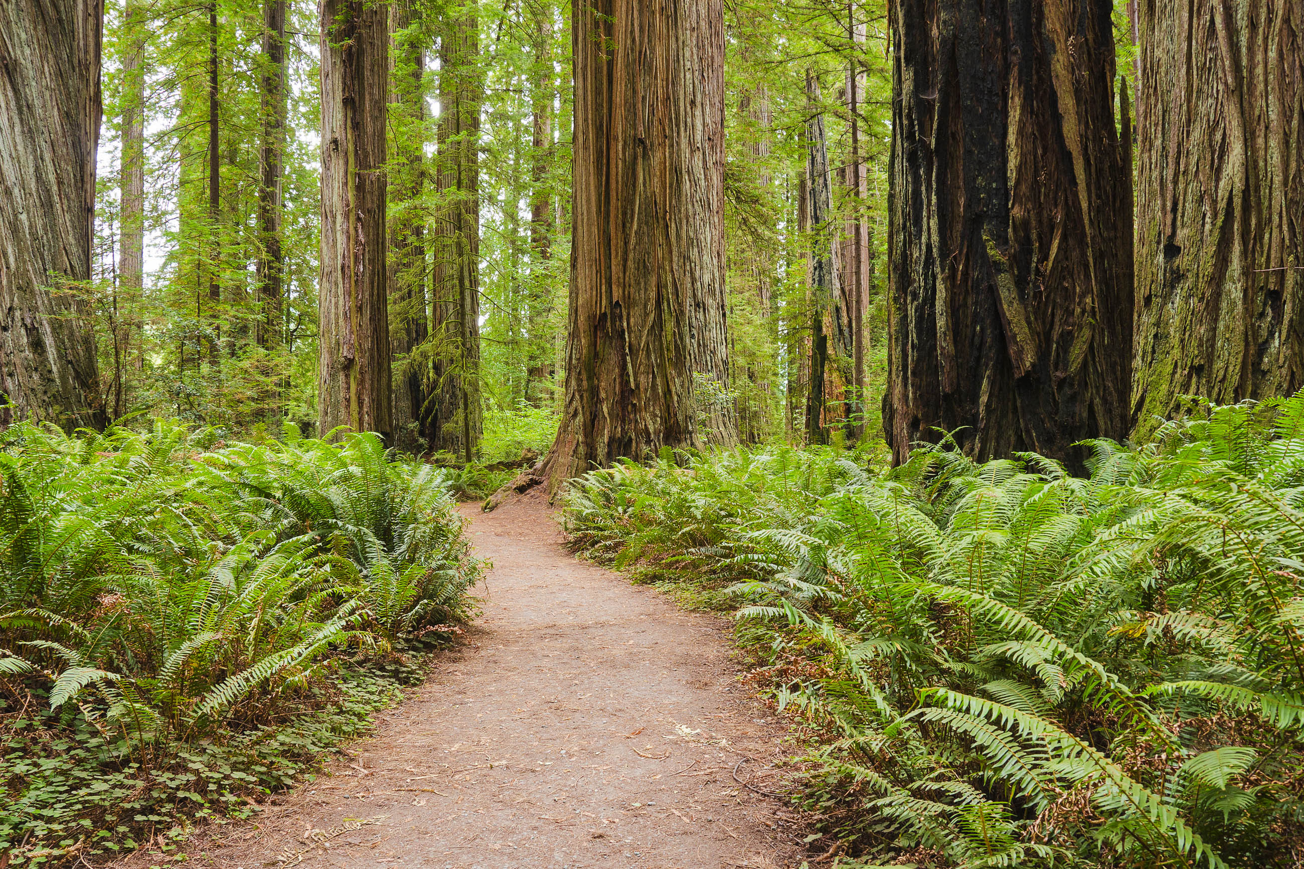 Redwood National Park, Natural beauty in California, Travel destination, Landscapes to discover, 2600x1740 HD Desktop