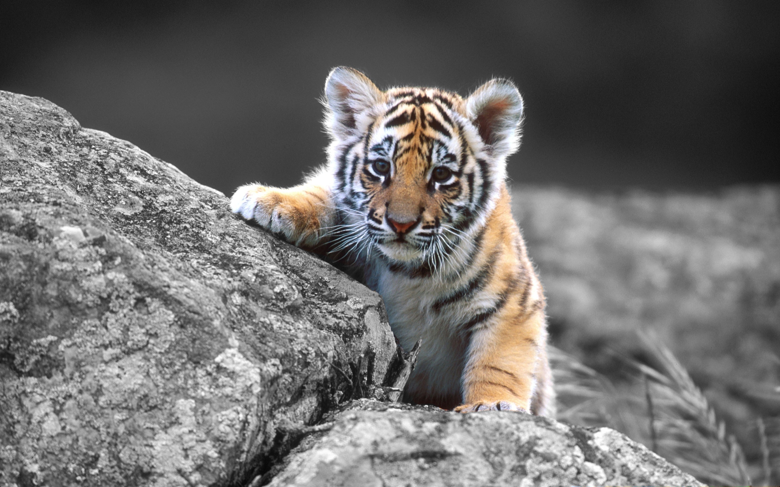 Precious baby animals, Wide variety, Adorable innocence, Wholesome wallpapers, 2560x1600 HD Desktop