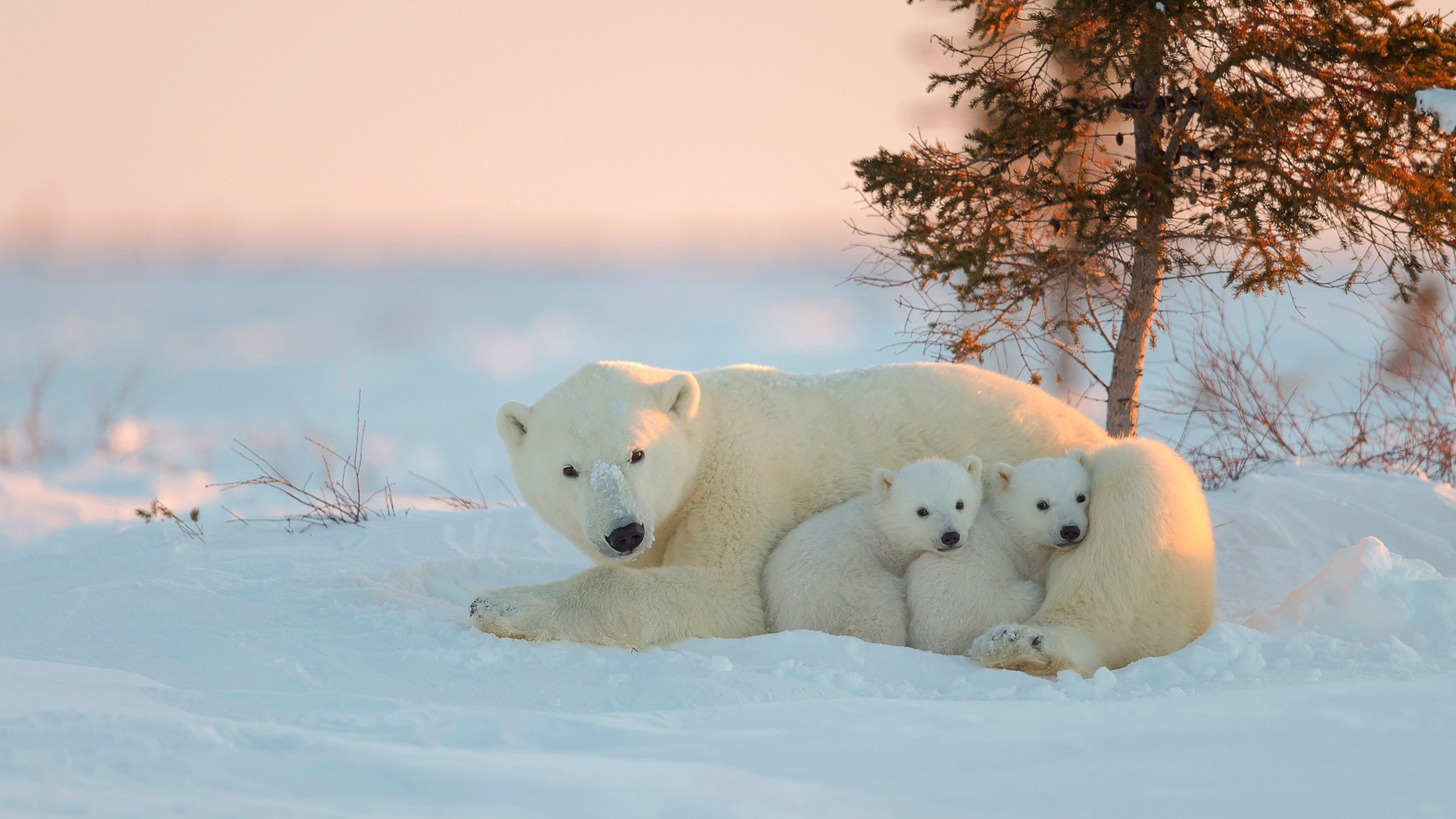 Fierce predator, Arctic habitat, Wildlife photography, Snowy landscapes, 3840x2160 4K Desktop