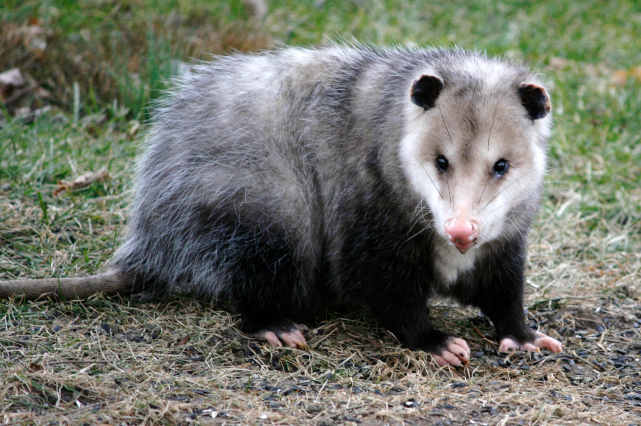 Opossum, Cute baby animals, Wildlife photography, Wilderness encounters, 2600x1730 HD Desktop