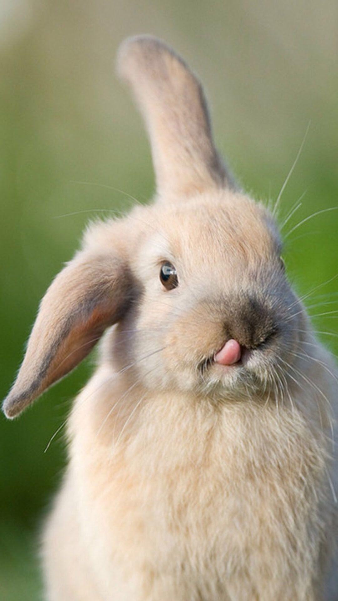 Bunny: The Holland Lop, A breed of rabbit that is healthy and simple to care. 1080x1920 Full HD Wallpaper.