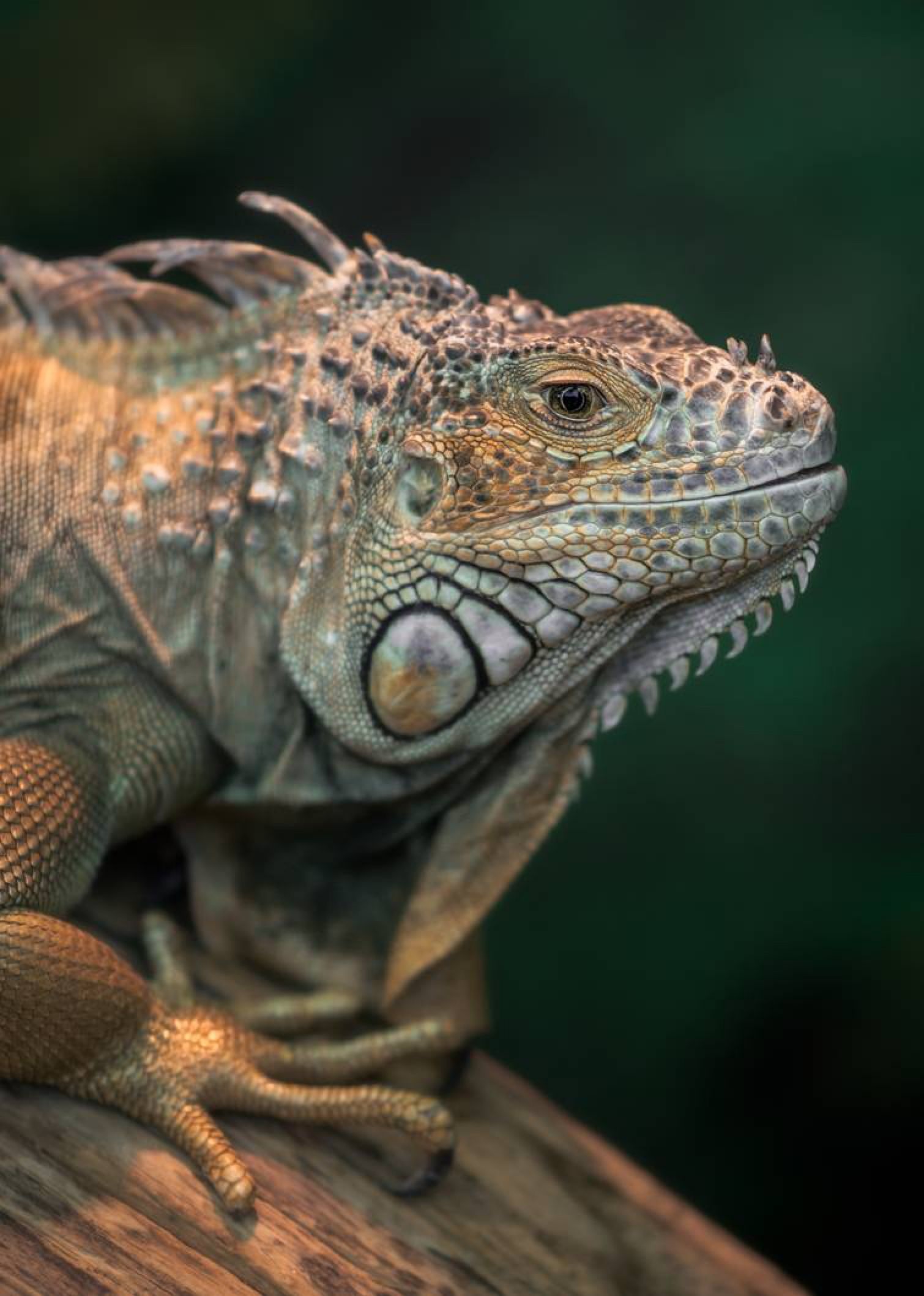 Iguana iguana, Animal photography, Fiery creature, Jester art, 1510x2120 HD Handy