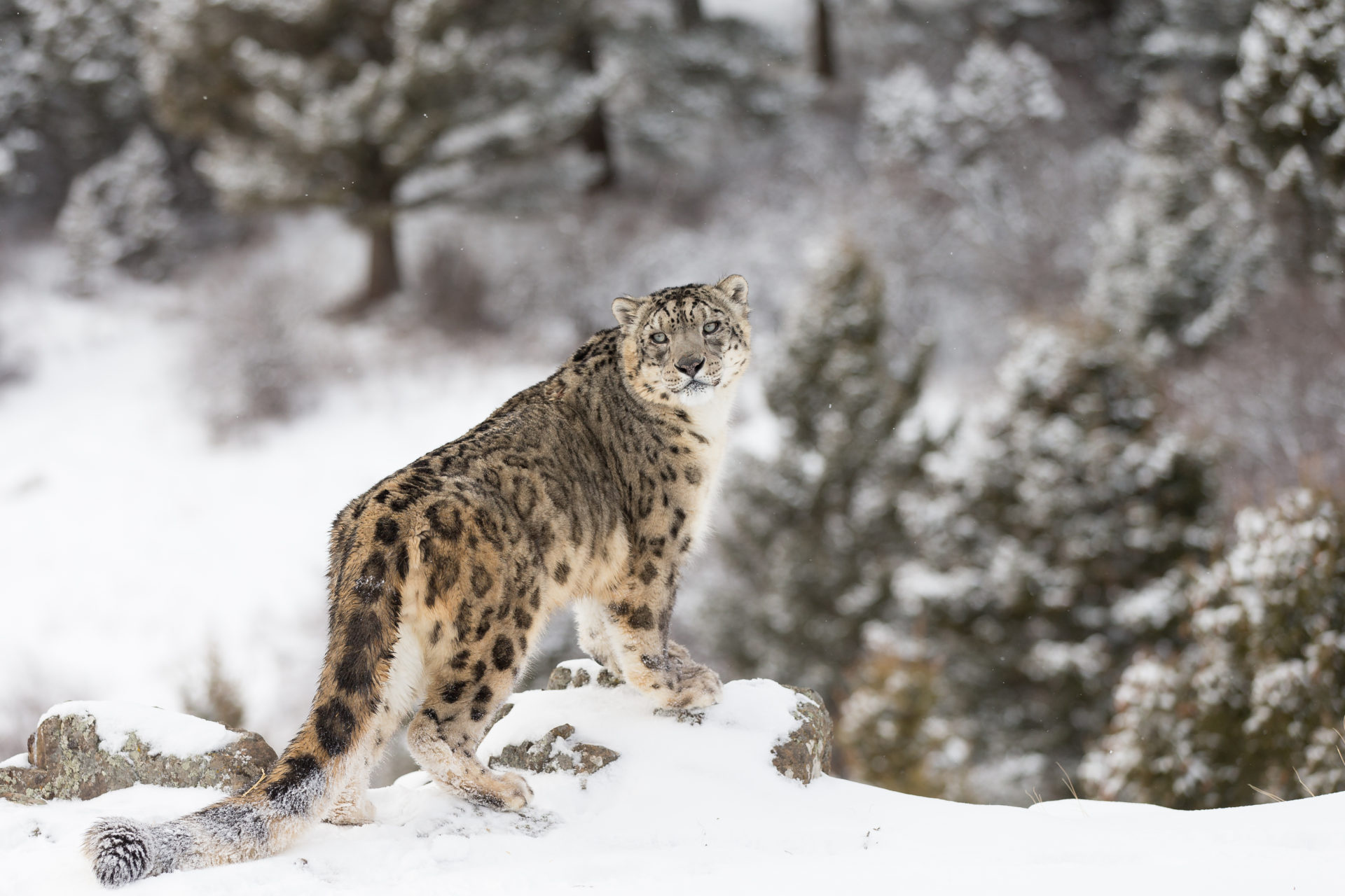 Snow Leopard, HD wallpapers, Zoey Anderson's post, Stunning imagery, 1920x1280 HD Desktop