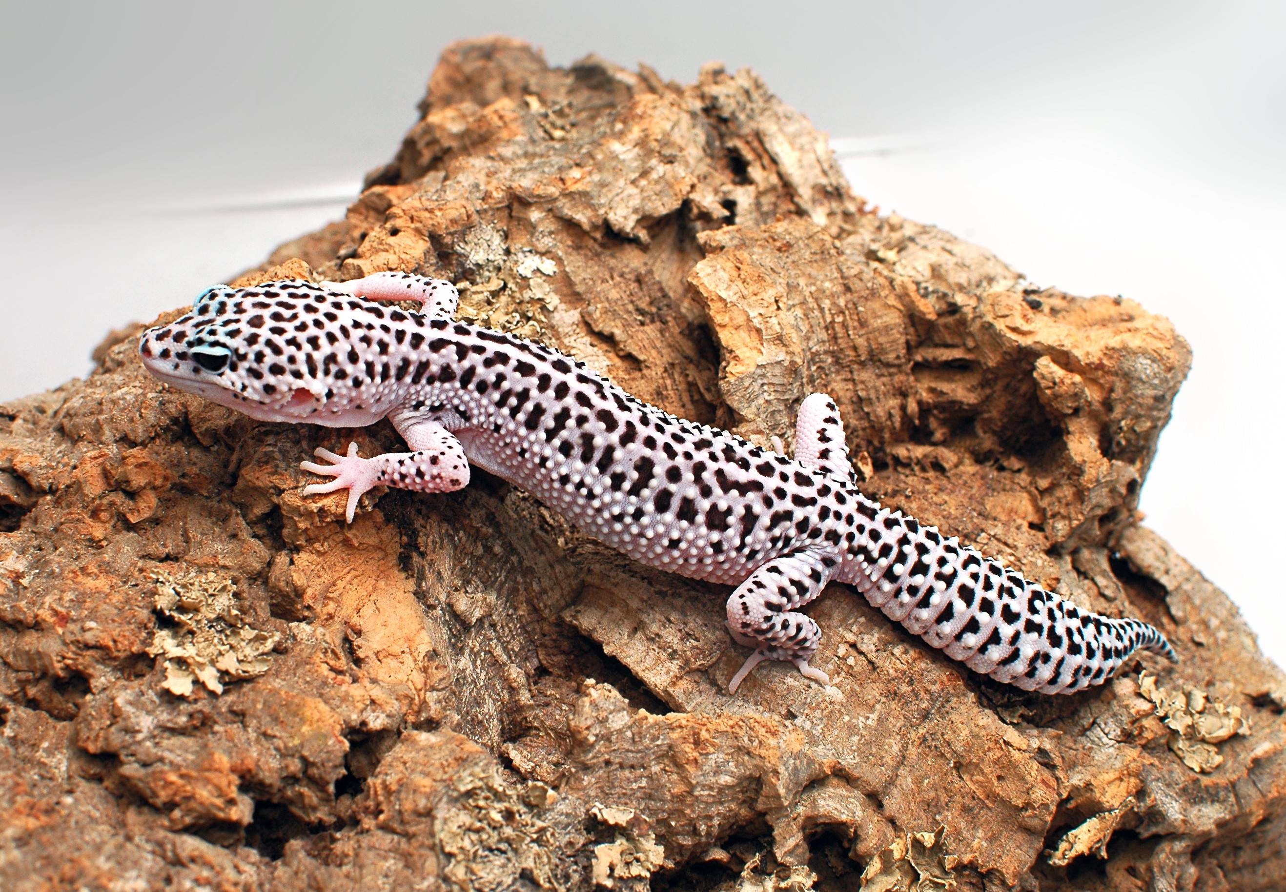 Gecko: Eublepharis macularius, A ground-dwelling lizard native to the rocky dry grassland. 2640x1830 HD Wallpaper.