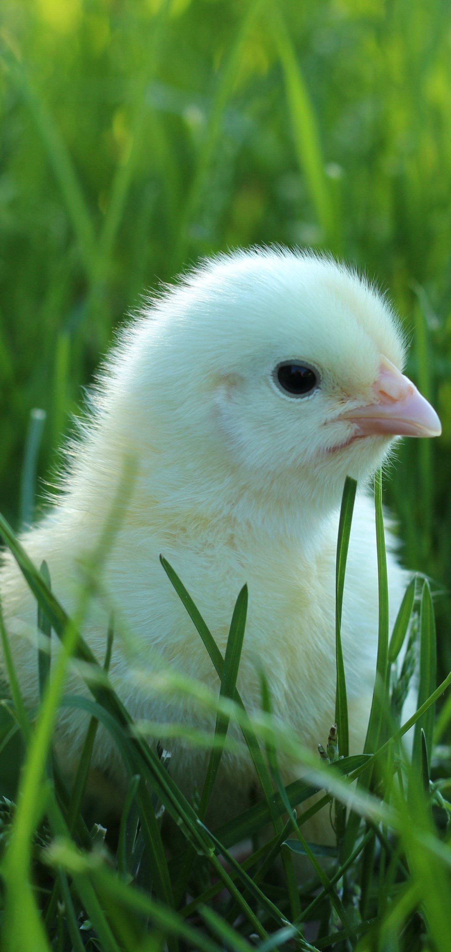 Animal companion, Feathered friend, Funny chicken, Lovely creature, 1440x3040 HD Phone