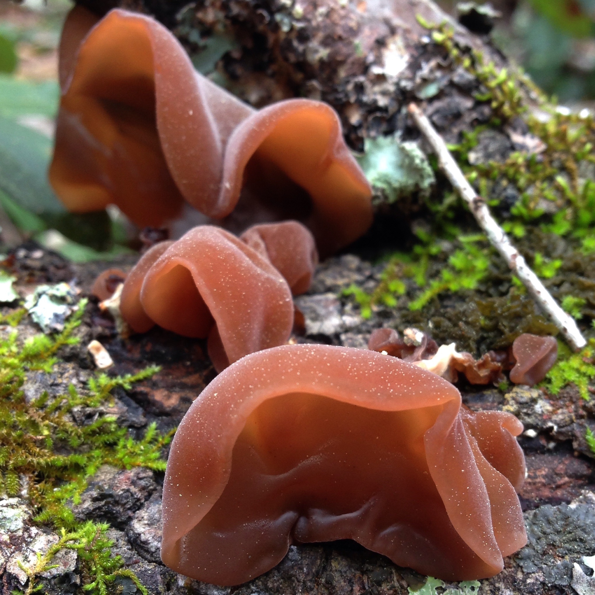 Wood ear mushrooms, Foraging delicacies, Swampy forests, Appleseed mushrooms, 2050x2050 HD Phone