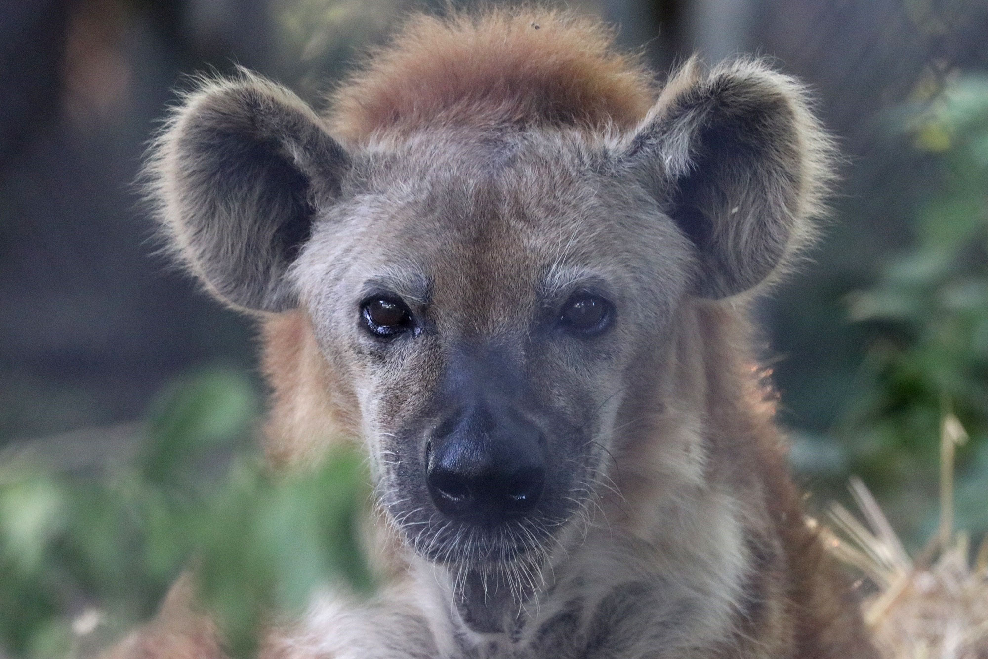 Hyena, Spotted Hyena Lou, 26 Years Old, 2000x1340 HD Desktop