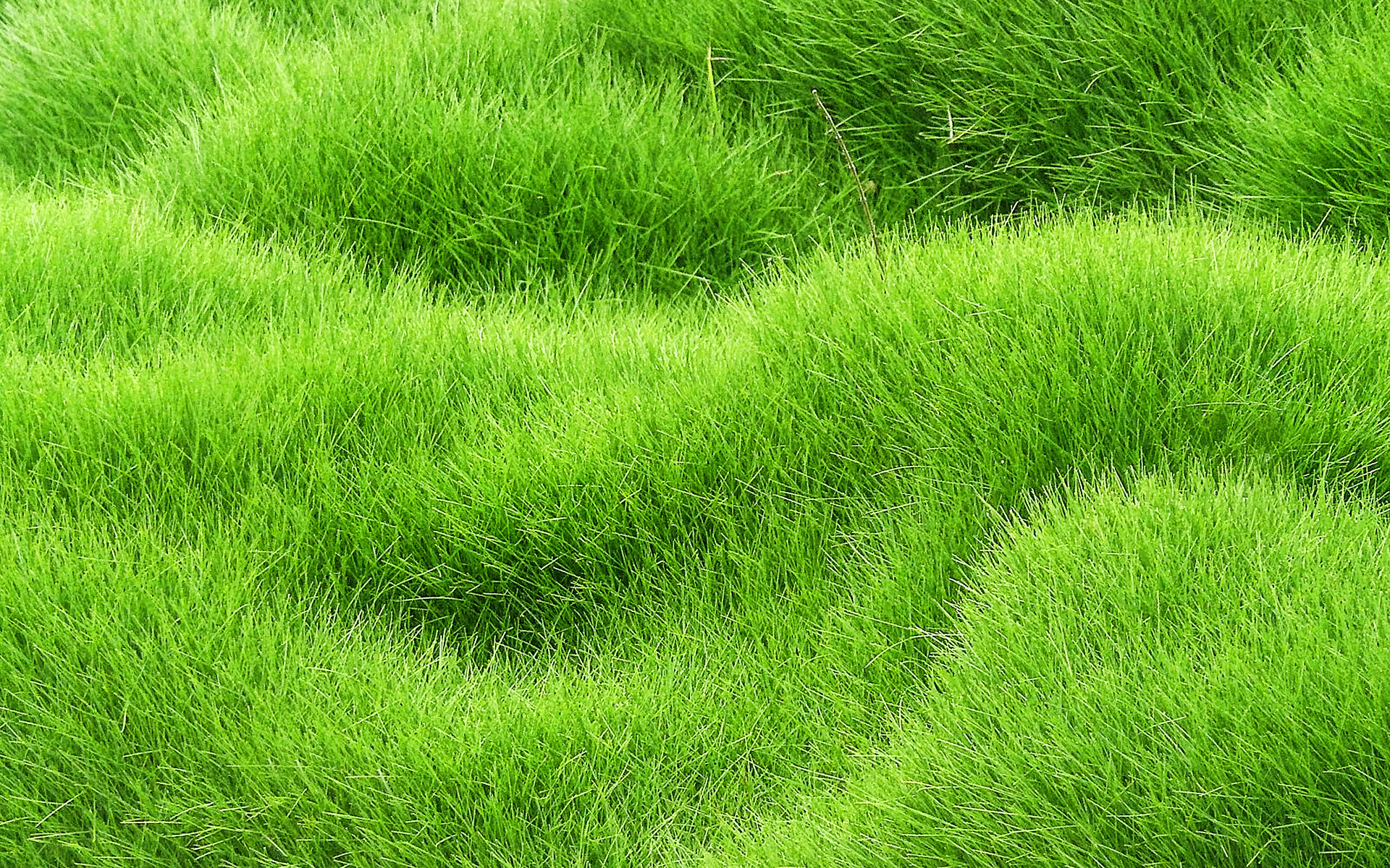 Grass carpet texture, 3D textures, Green grass background, Nature's details, 1920x1200 HD Desktop