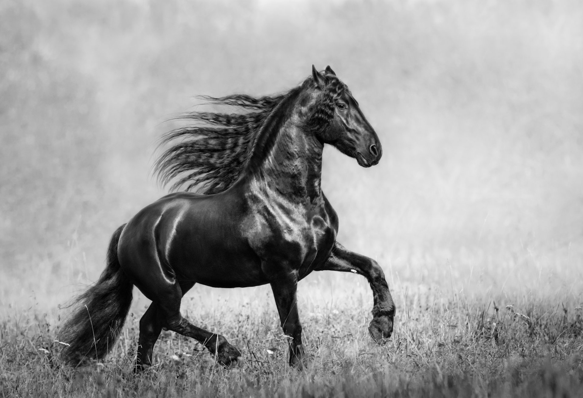 Horse: Friesian, Known for its shining jet-black coat, flowing mane, tail and feathers. 1920x1320 HD Background.
