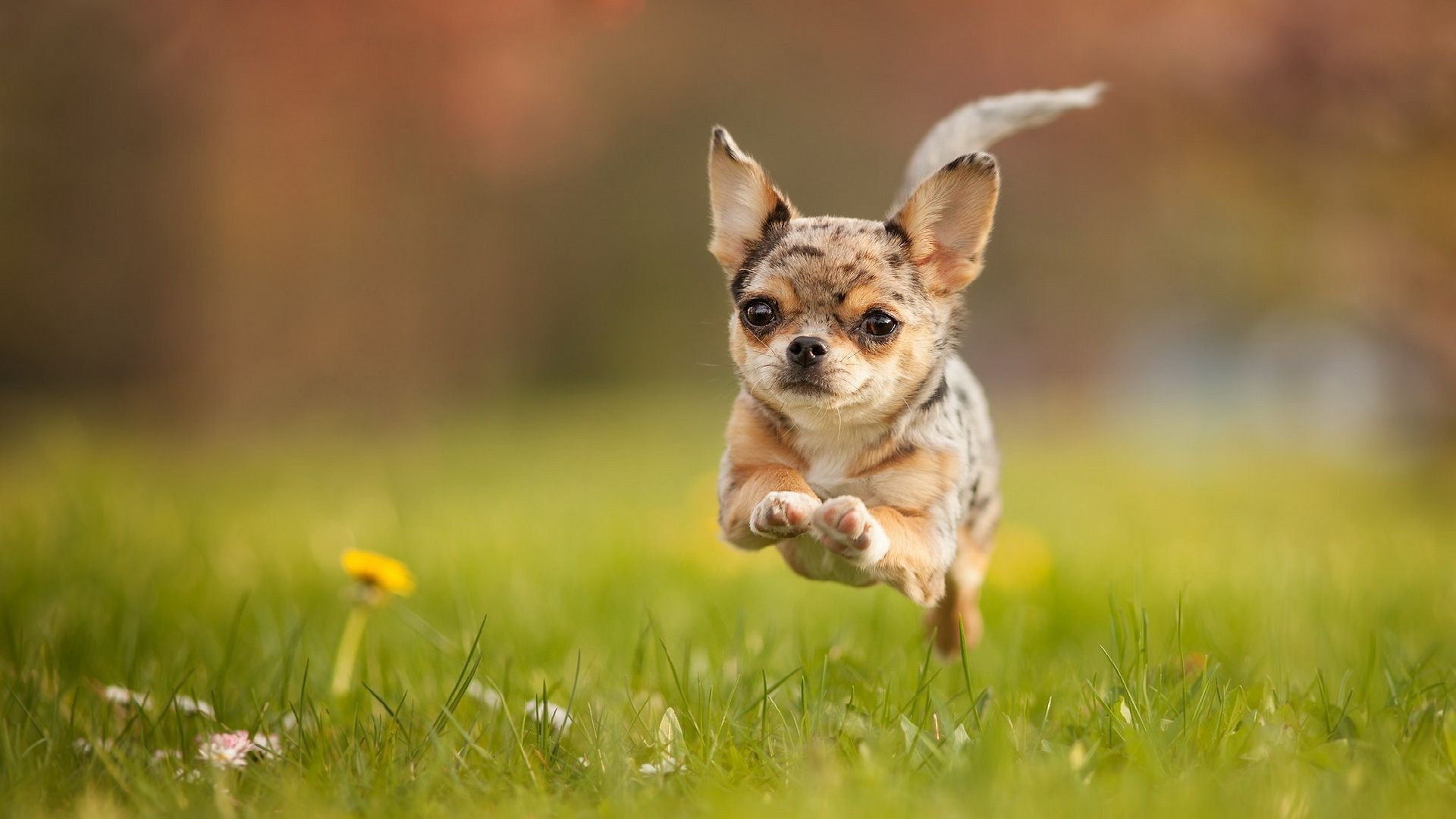 Chihuahua wallpapers, Dog lovers' choice, Cute and tiny, Adorable pets, 1920x1080 Full HD Desktop