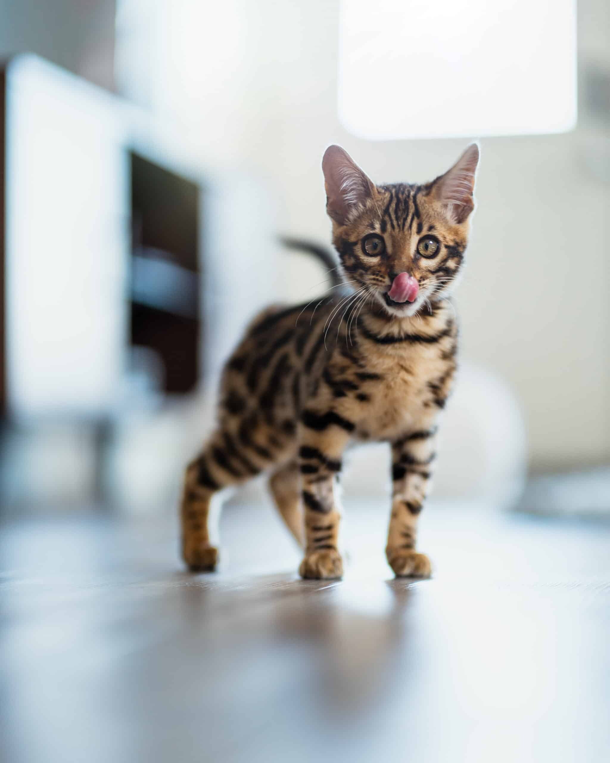 Bengal Cat: The breed was more fully developed by the 1980s, Kitten. 2050x2560 HD Background.
