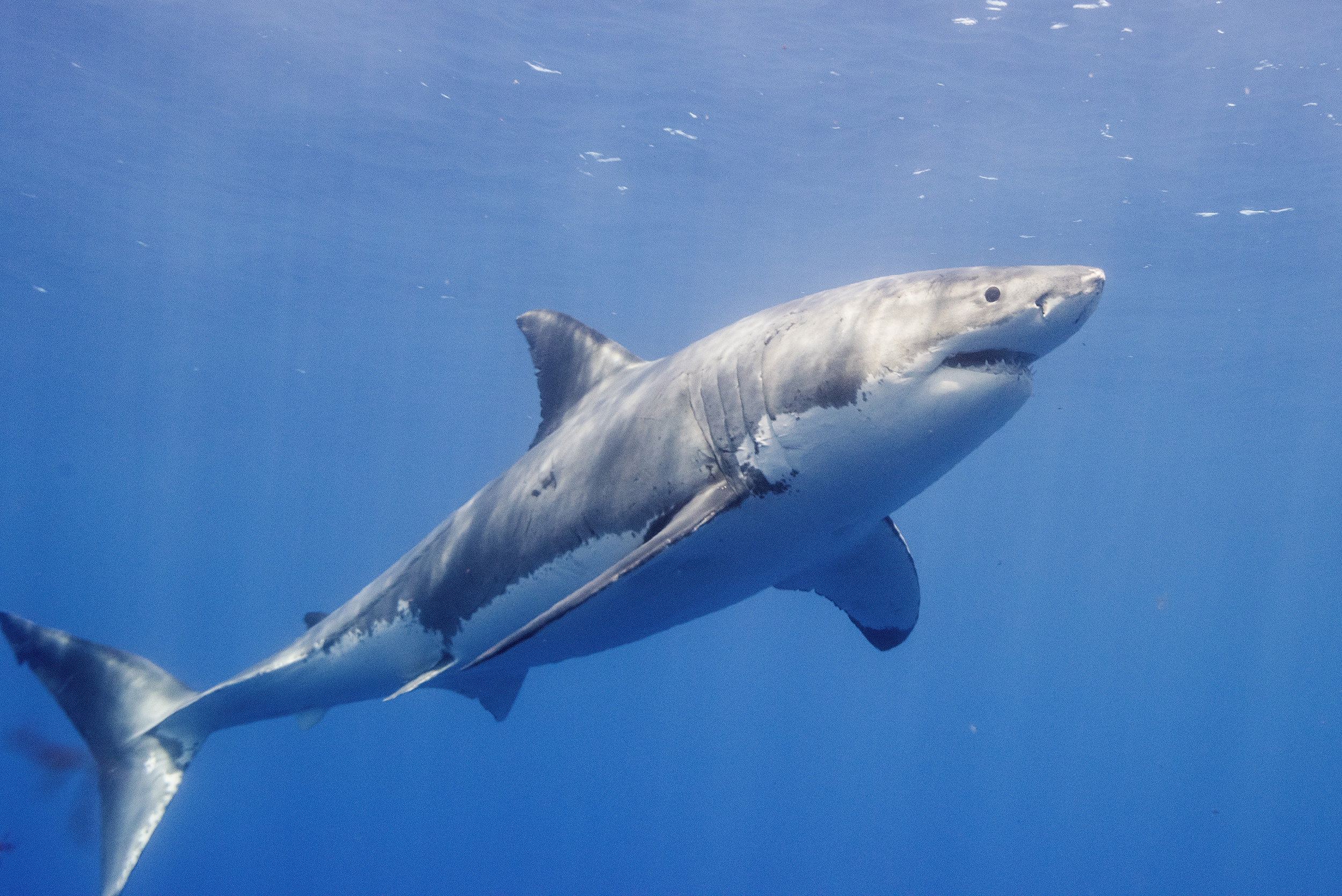 Great White Shark: Able to replace teeth continuously throughout their lifetime. 2500x1670 HD Background.