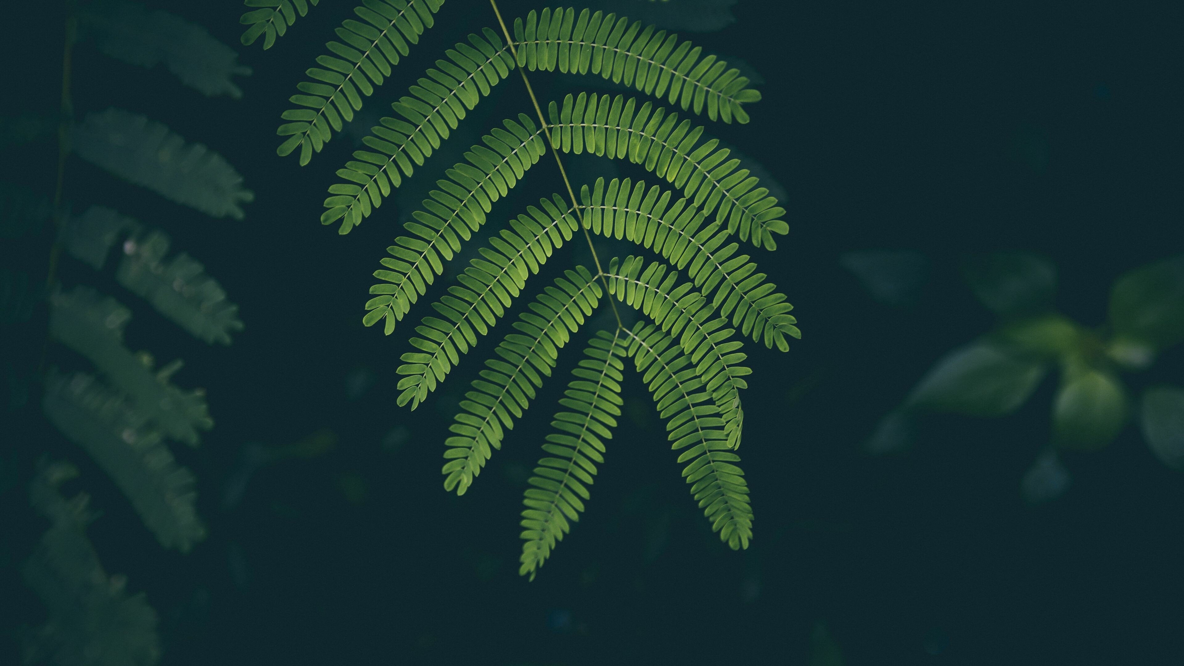 Leaves: Fern, A member of a group of vascular plants. 3840x2160 4K Background.