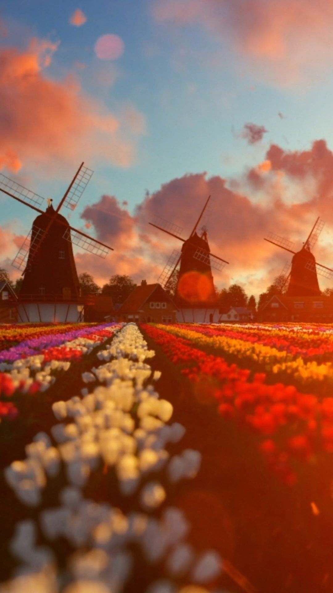 Farm: Tulips field, Netherlands, Farmhouse, Windmills. 1080x1920 Full HD Wallpaper.