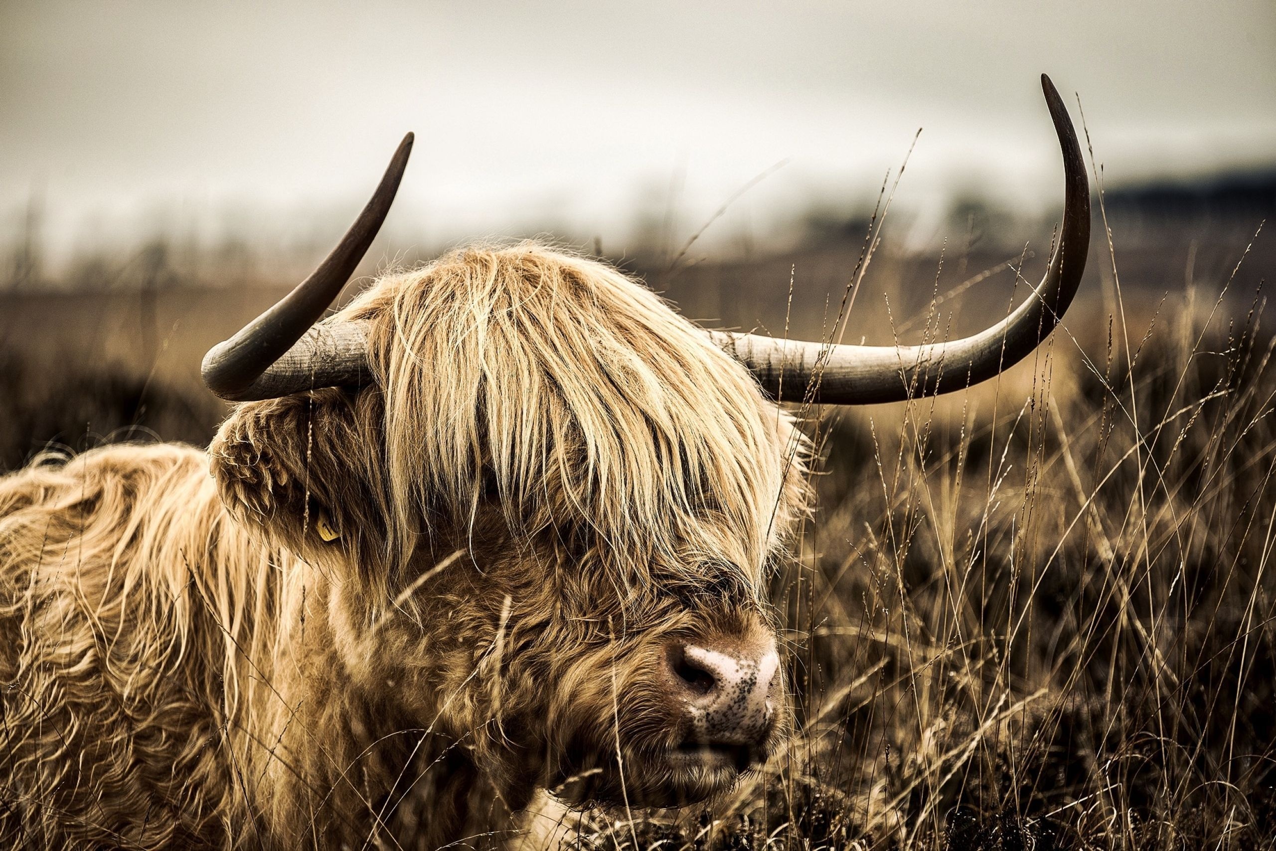 Highland cow, Stunning wallpapers, Unique backgrounds, Country charm, 2560x1710 HD Desktop