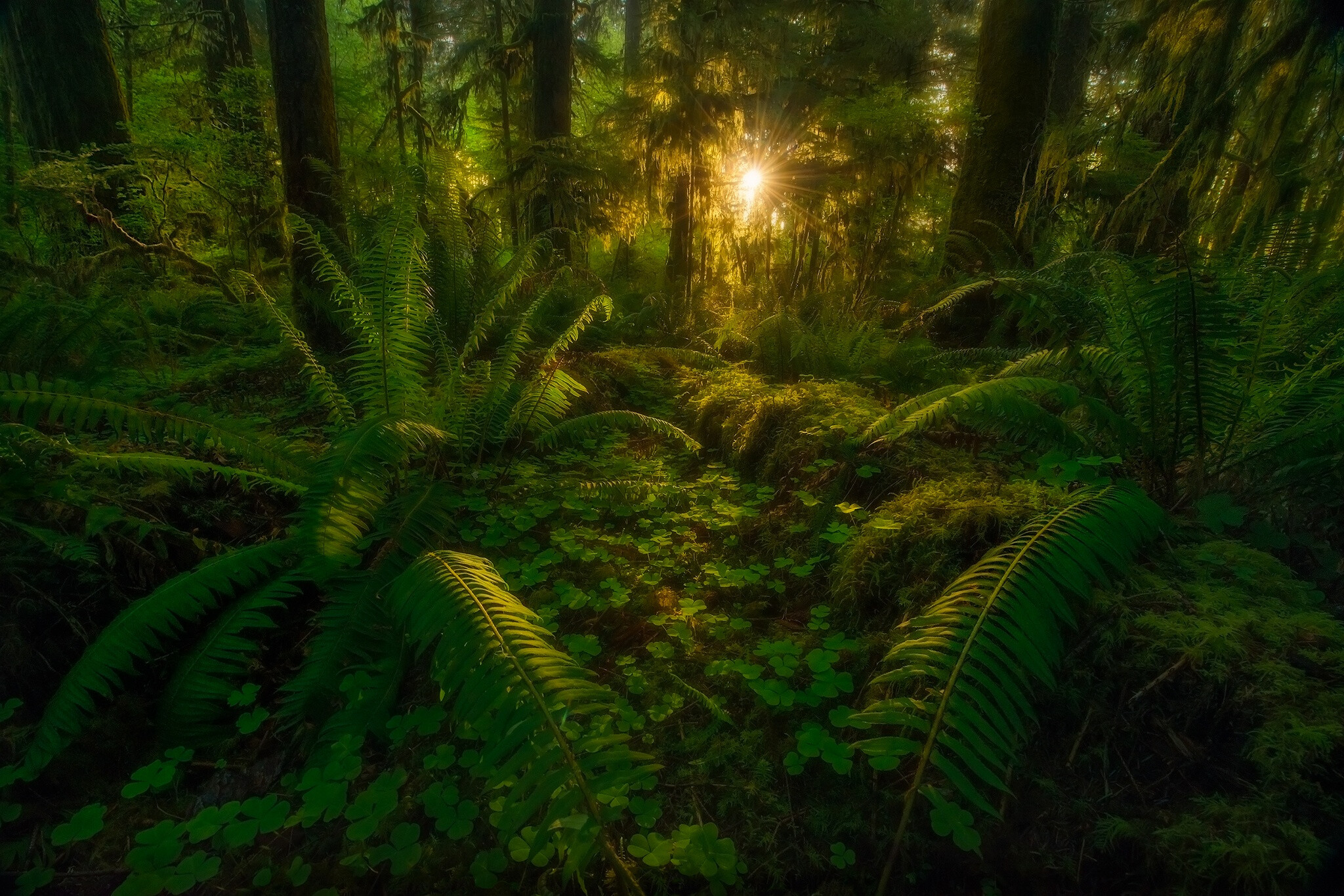 Jungle: Only 1% of the sunlight makes it to the floor, Outdoors. 2050x1370 HD Wallpaper.