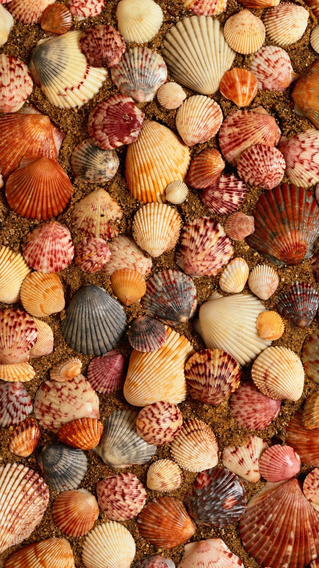 Sea Shell: The exoskeleton of the animals belonging to the mollusk phylum. 1080x1920 Full HD Wallpaper.