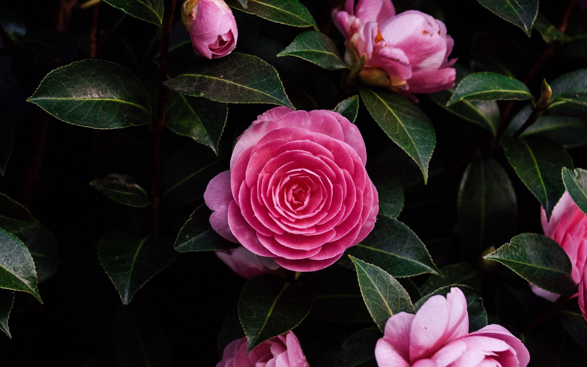 Camellia flowers, HD background image, 1920x1200 HD Desktop