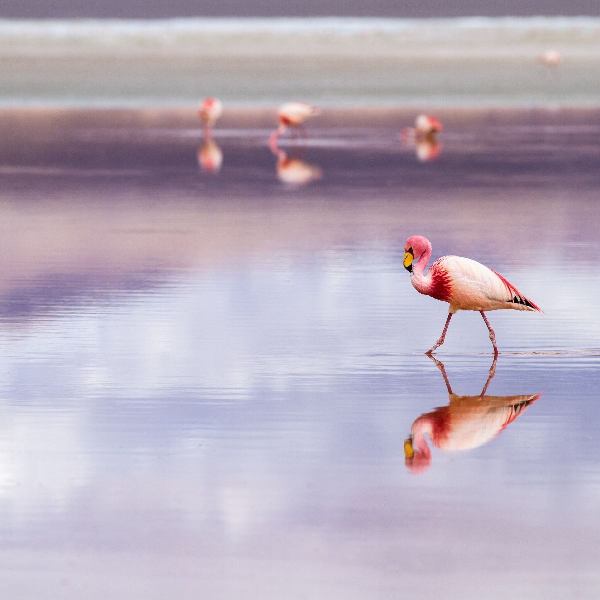 Bolivia, Flamingo, iPad Air, 4K, 2050x2050 HD Handy