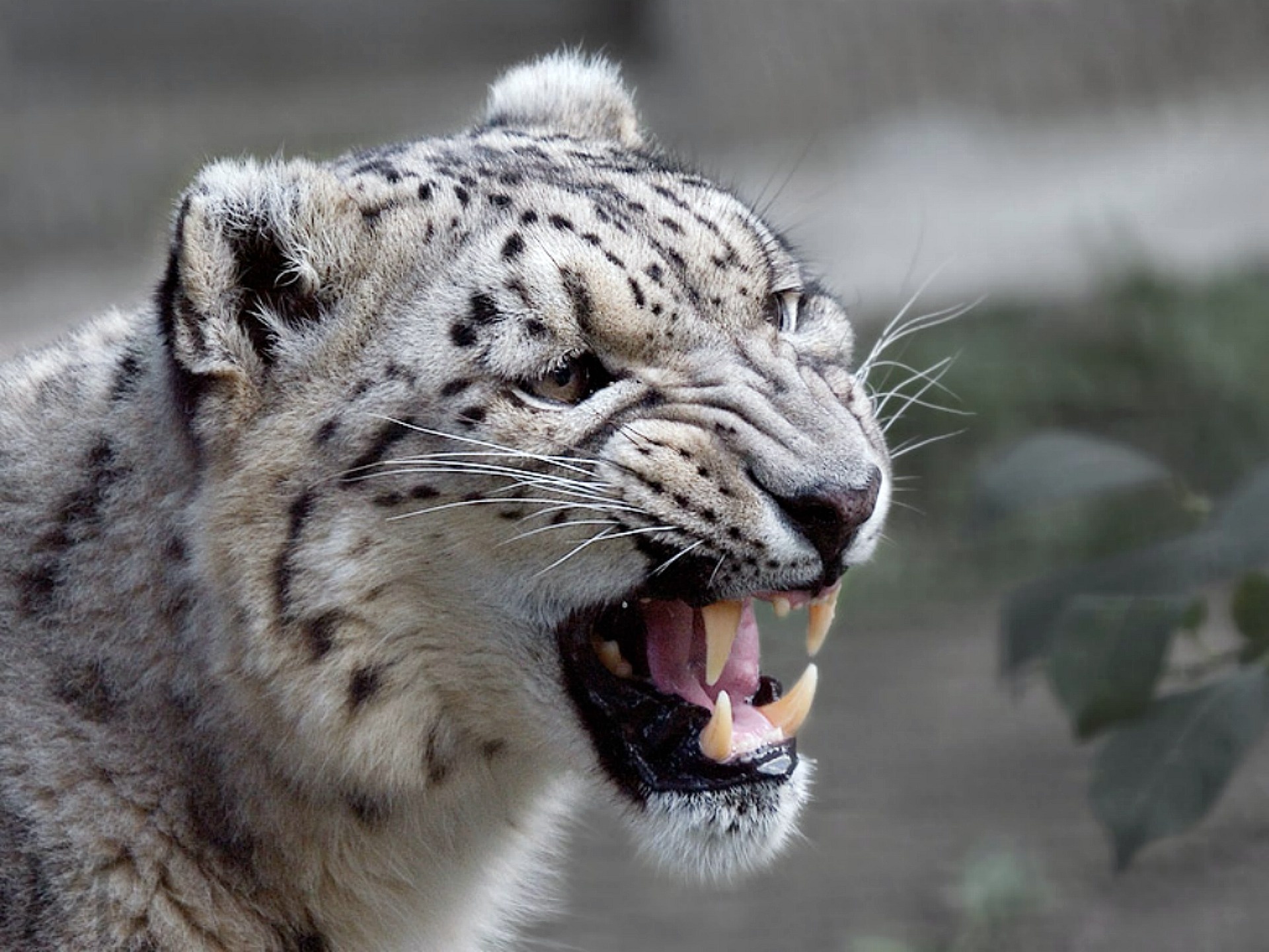 Snow Leopard wallpapers, 1080p resolution, High-definition images, Exquisite feline, 1920x1440 HD Desktop