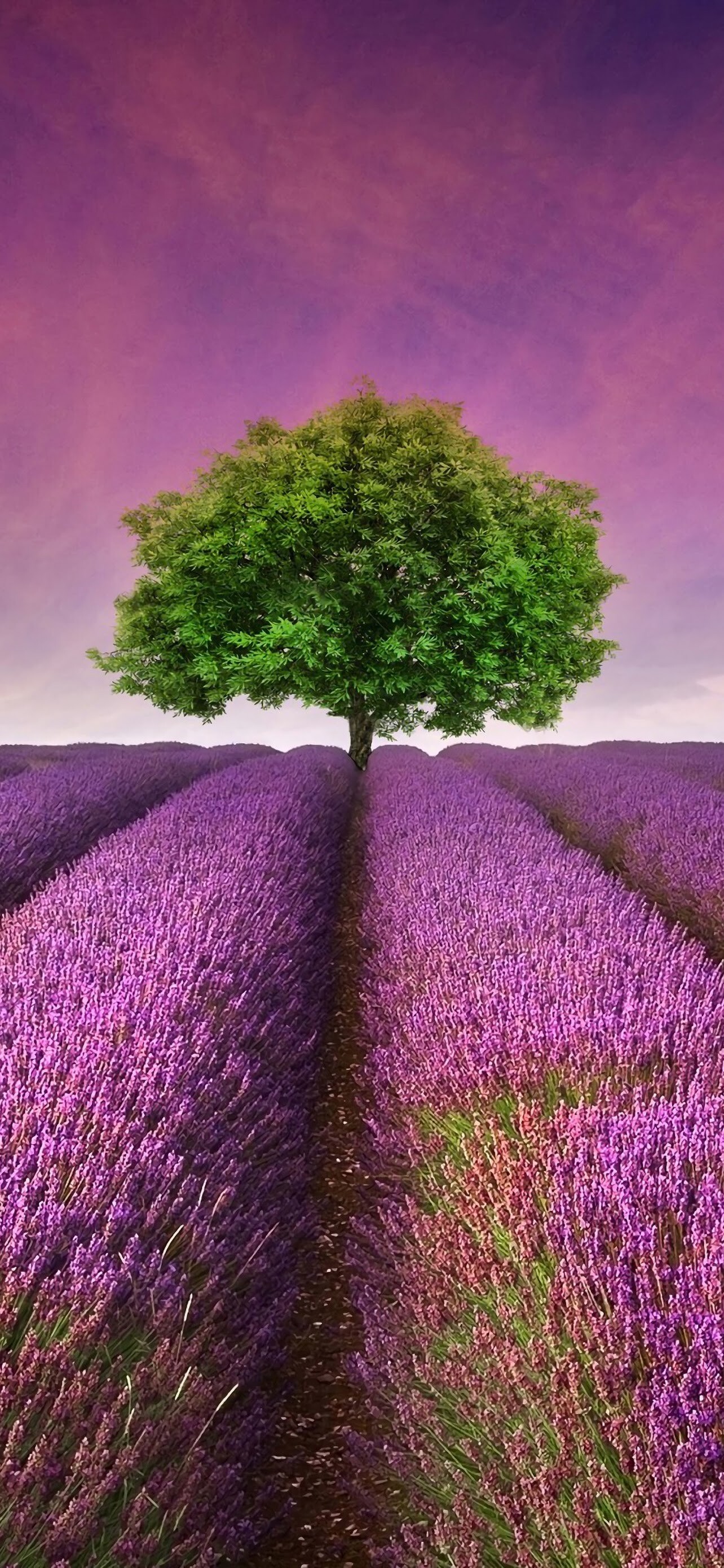 Lavender beauty, Nature's scenery, Horizon landscape, Tree in focus, 1290x2780 HD Phone