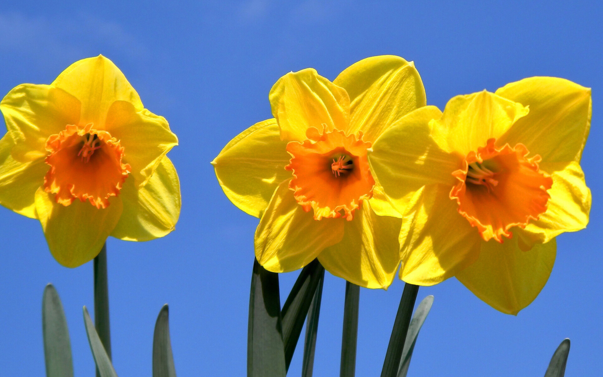 Daffodil: Narcissus are long-lived perennial geophytes with winter-growing and summer-dormant bulbs. 1920x1200 HD Background.
