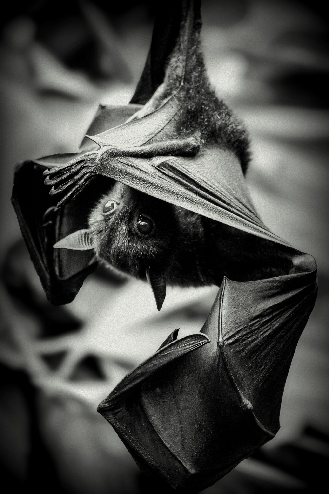 Tom's cute bat, Mammals project, Baby bats, 500px batman, 1370x2050 HD Handy