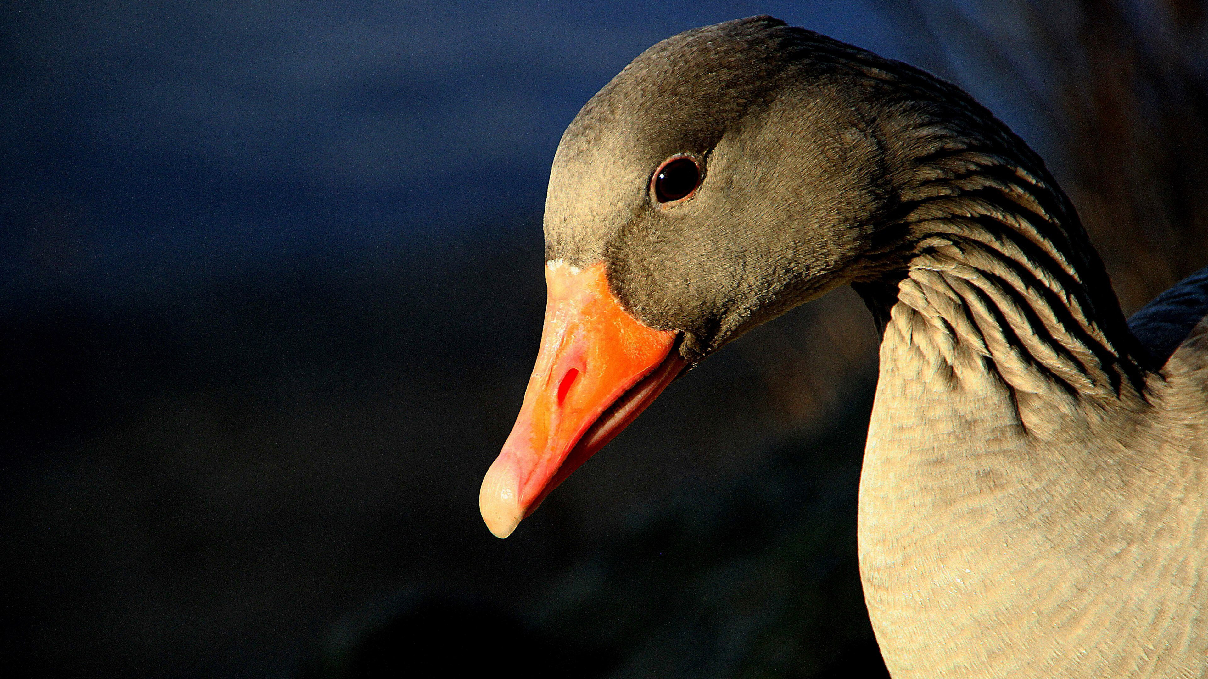 Geese: Greylag, A large waterbird with a long neck short legs webbed fee and a short broad bill. 3840x2160 4K Wallpaper.