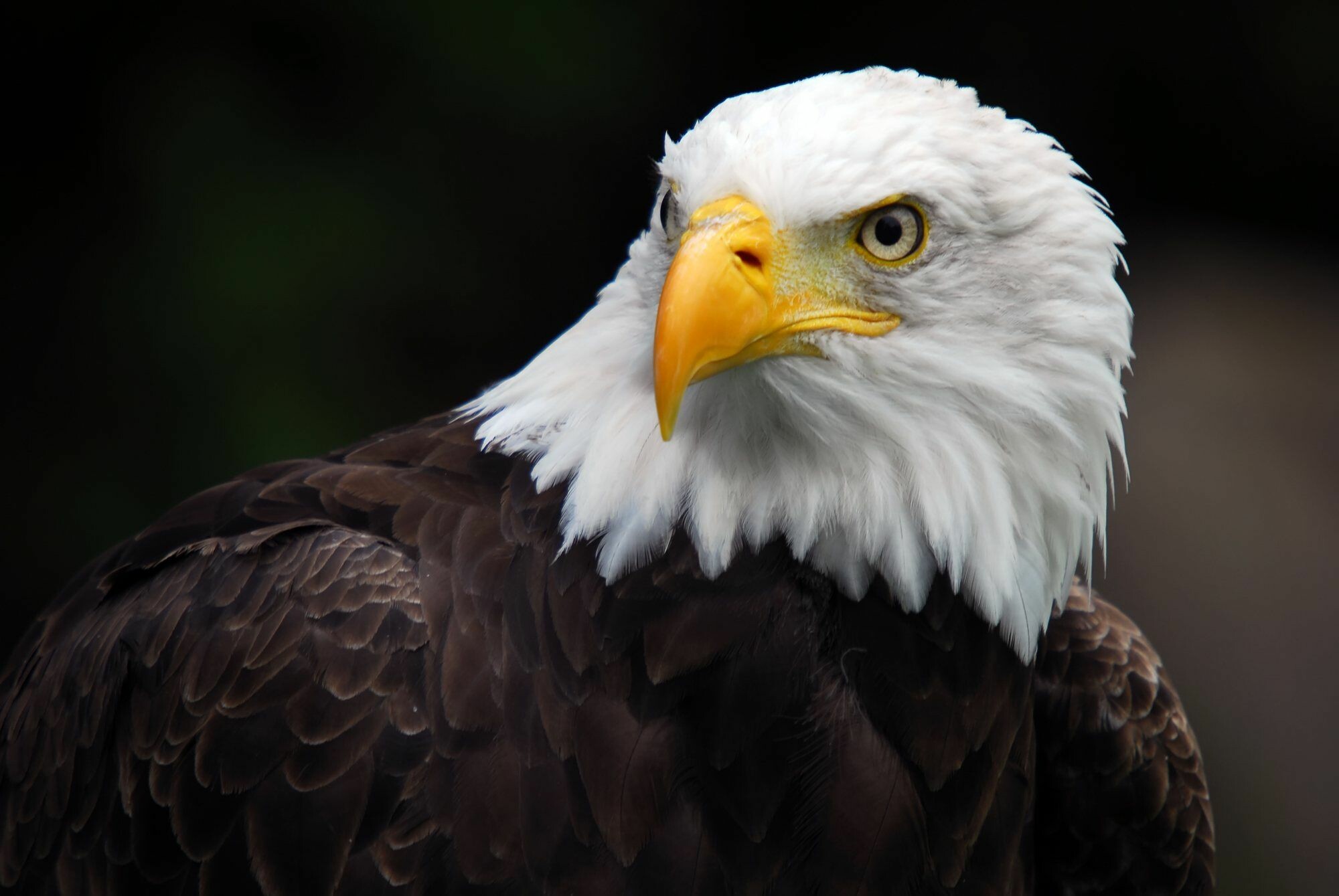 Eagle: Eagles can be found on every continent except Antarctica, though most live in Africa and Asia. 2000x1340 HD Wallpaper.