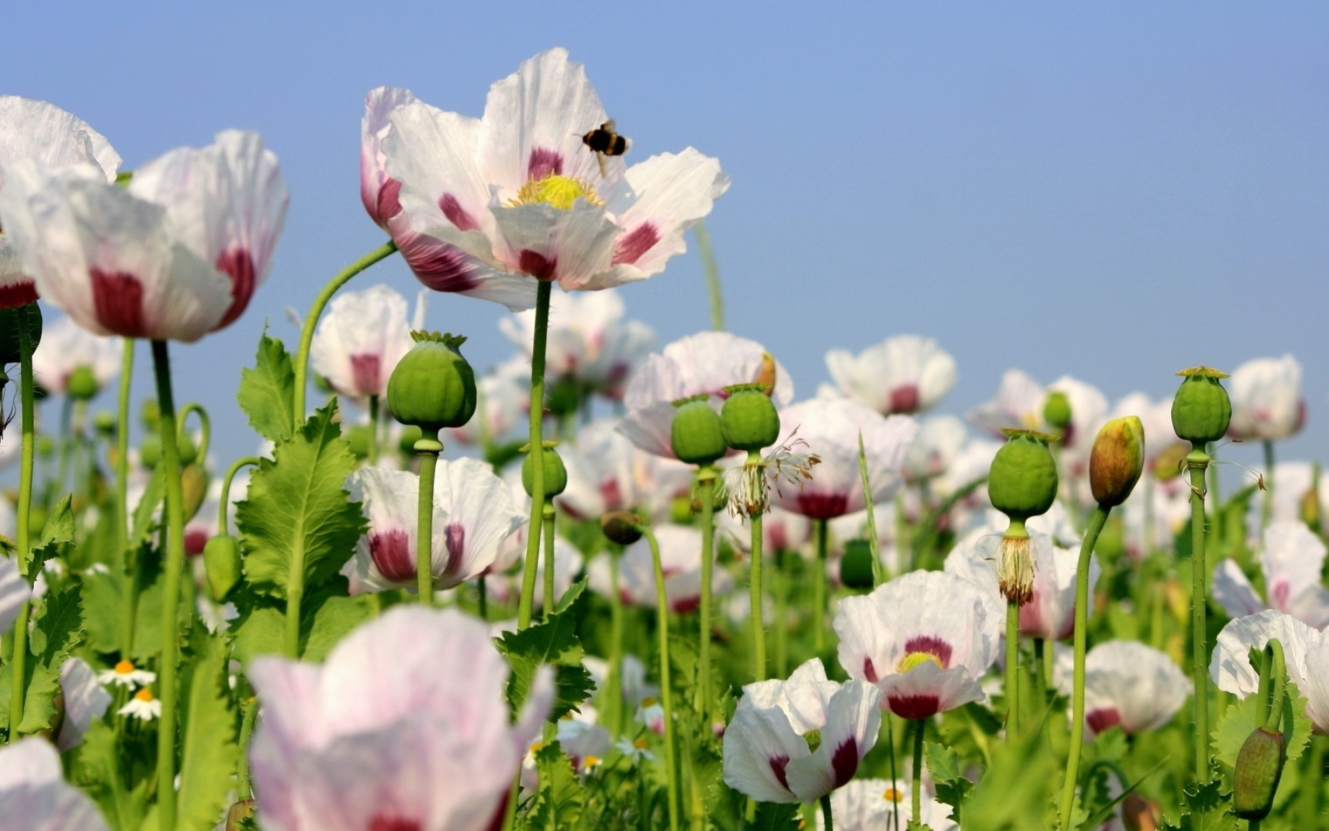 White poppies, Nature's purity, Red core, Floral elegance, 1920x1200 HD Desktop