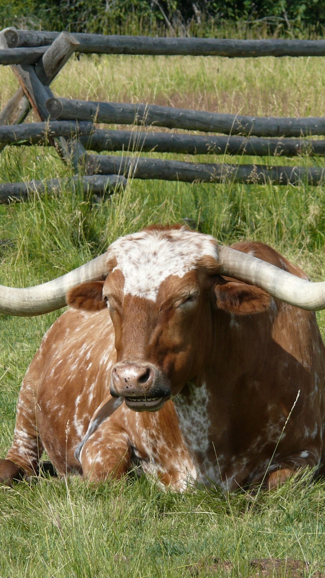 Texas longhorn cow, HD wallpaper, Longhorn cattle, Cattle wallpaper, 1080x1920 Full HD Phone