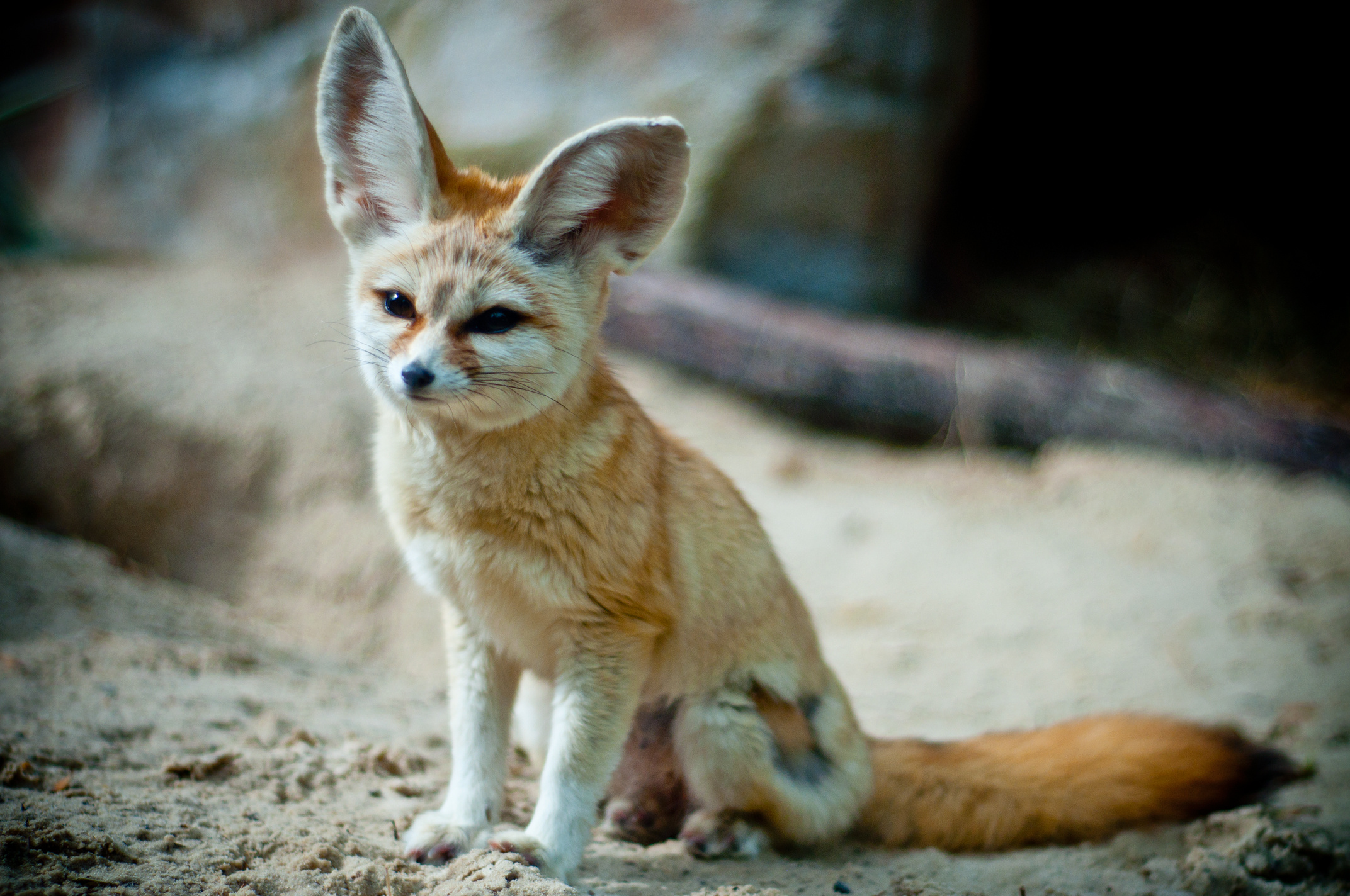 Adorable fennec fox, Desert creature, Wednesday's cuteness, Fantastic photography, 2150x1430 HD Desktop
