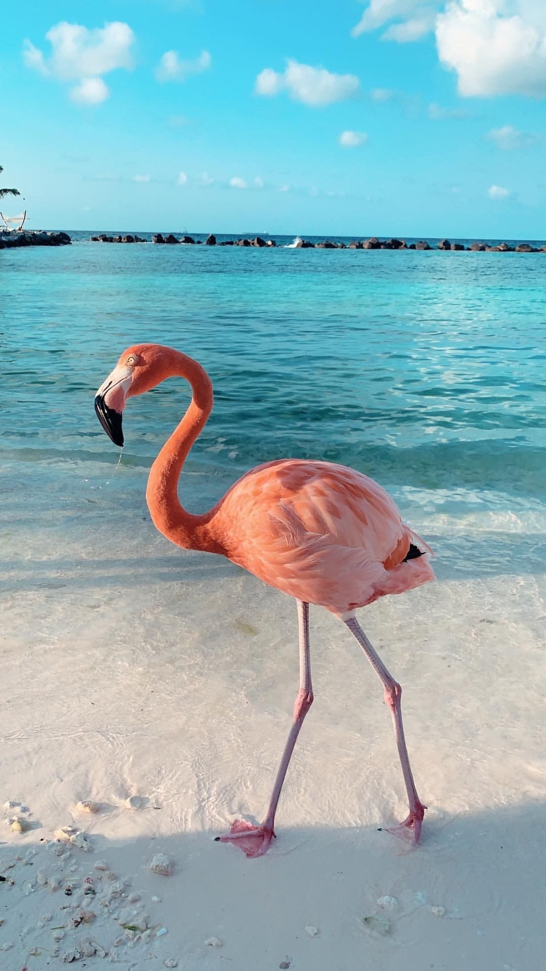 Aruba Island, Captivating scenery, Serene escapes, Tropical bliss, 1080x1920 Full HD Phone
