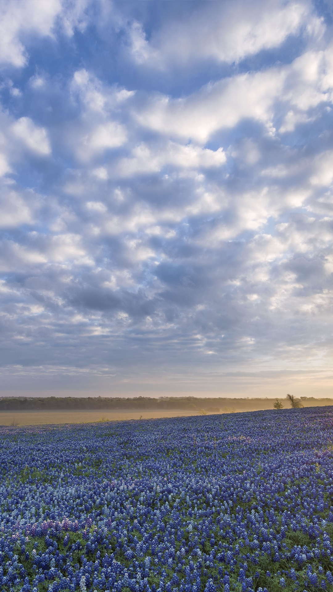 Texas Hill Country, Bluebonnet sunrise, Ennis TX, Flowers, 1080x1920 Full HD Phone