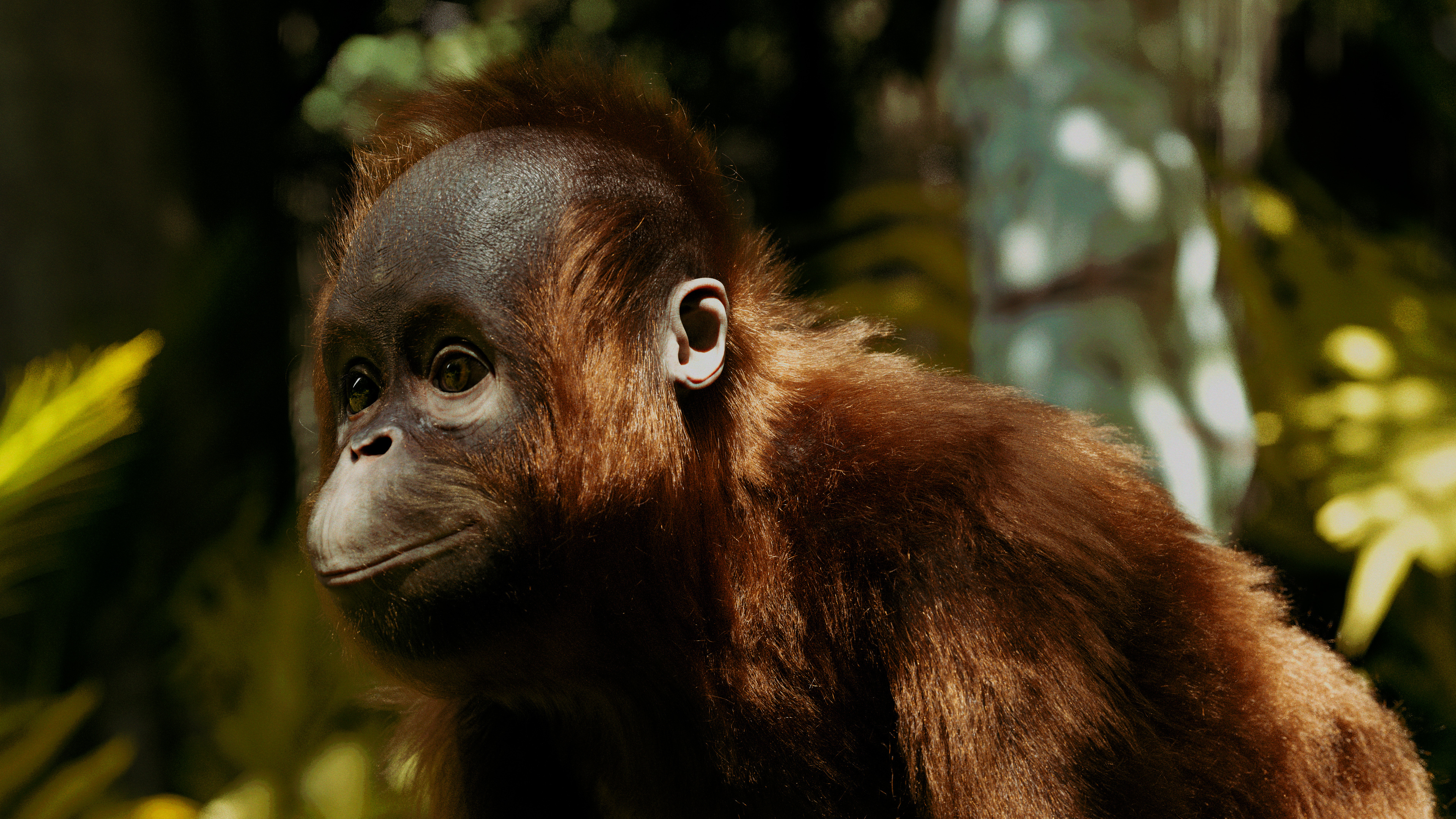 Orangutan, ZBrush creation, Boro the orangutan, Digital art, 3840x2160 4K Desktop