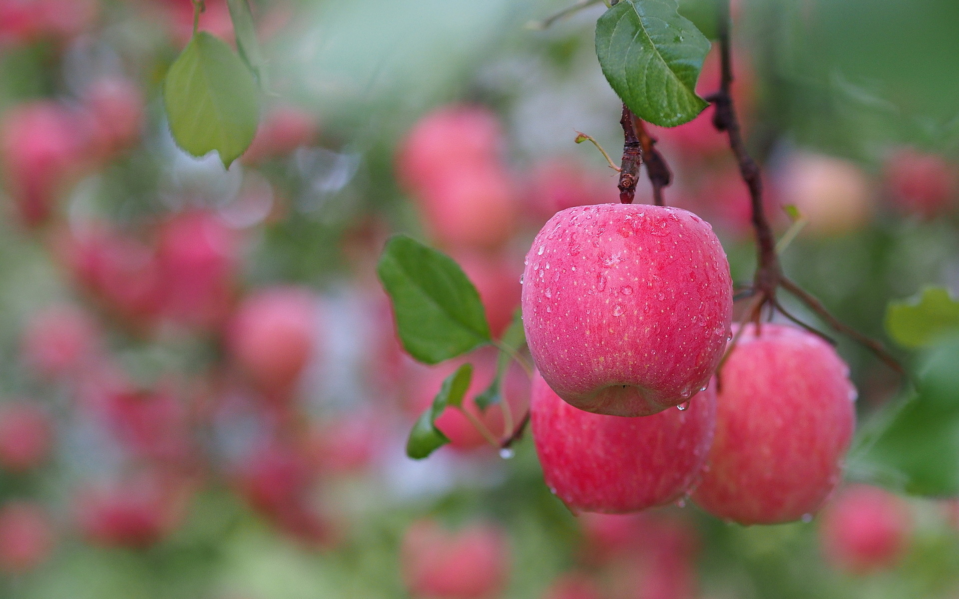 Apple (Fruit): One of the most widely cultivated tree fruits. 1920x1200 HD Wallpaper.