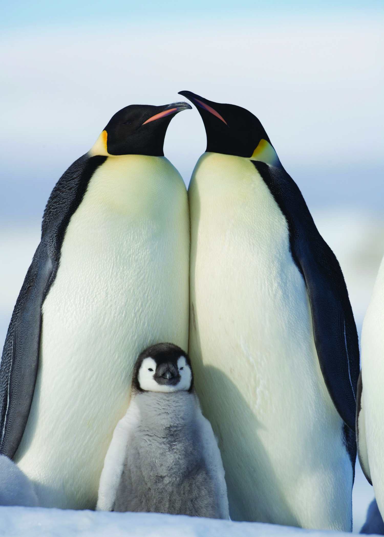 Penguin, Animal wallpapers, HQ pictures, Stunning visuals, 1500x2100 HD Phone