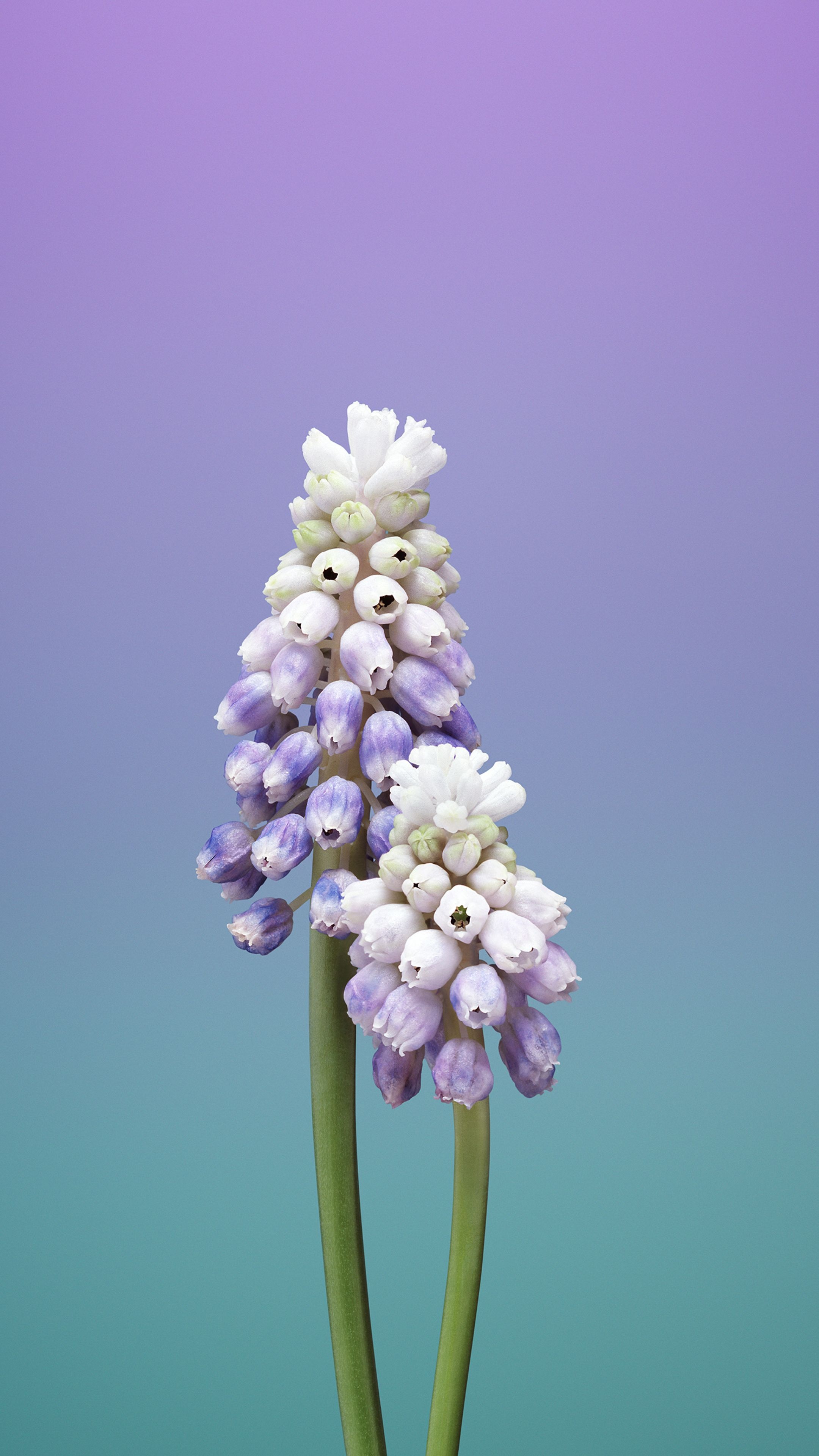 Grape Hyacinth, Hyacinth Wallpaper, 2160x3840 4K Handy