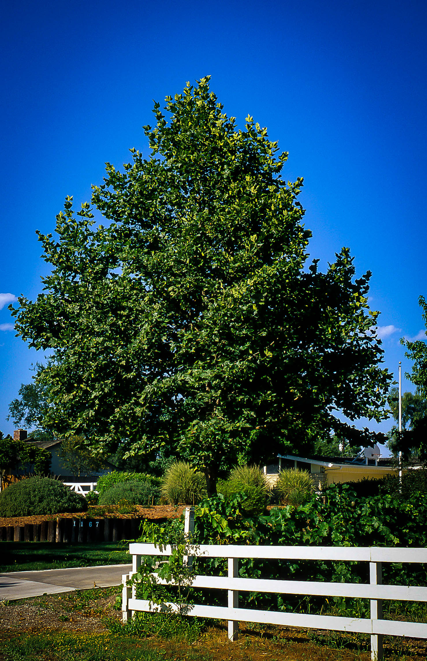 Bloodgood Sycamore Trees, Tree Center, 1480x2300 HD Phone