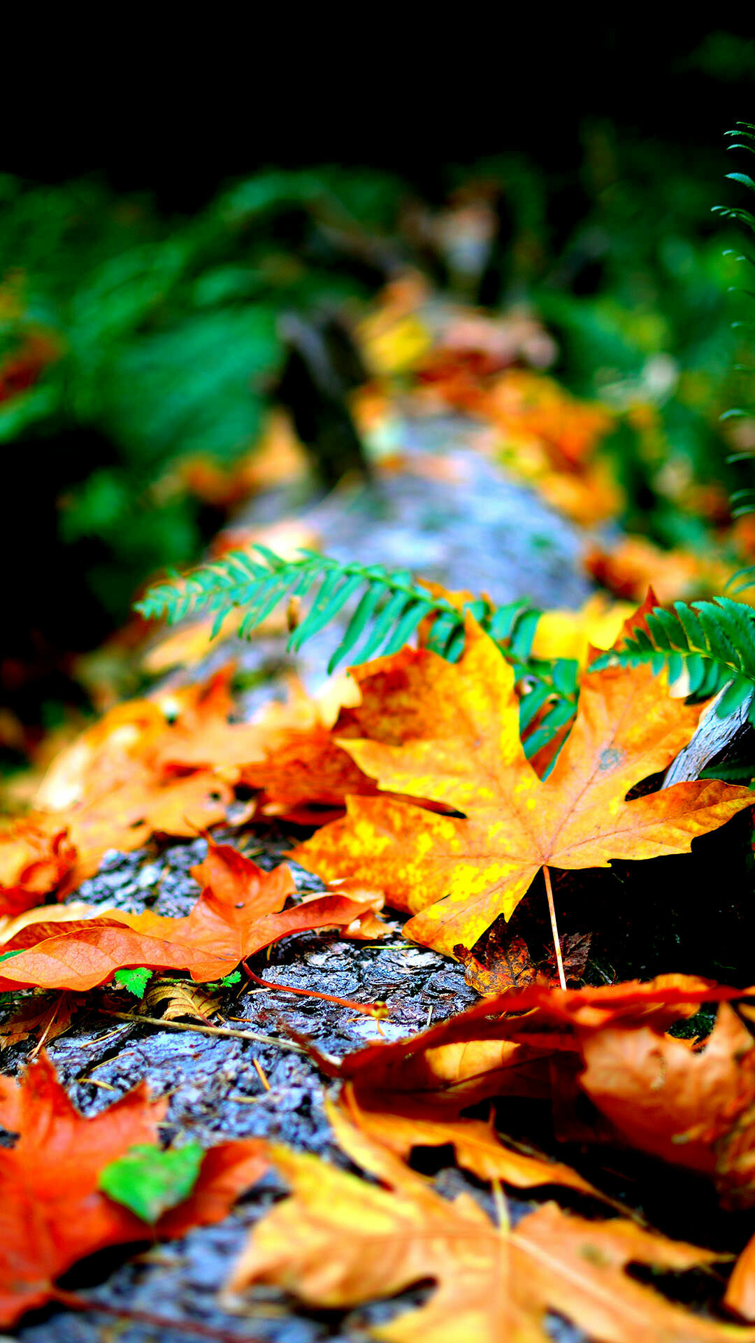 Autumn: The transition from summer to winter, Brightly colored maple leaves. 1080x1920 Full HD Wallpaper.